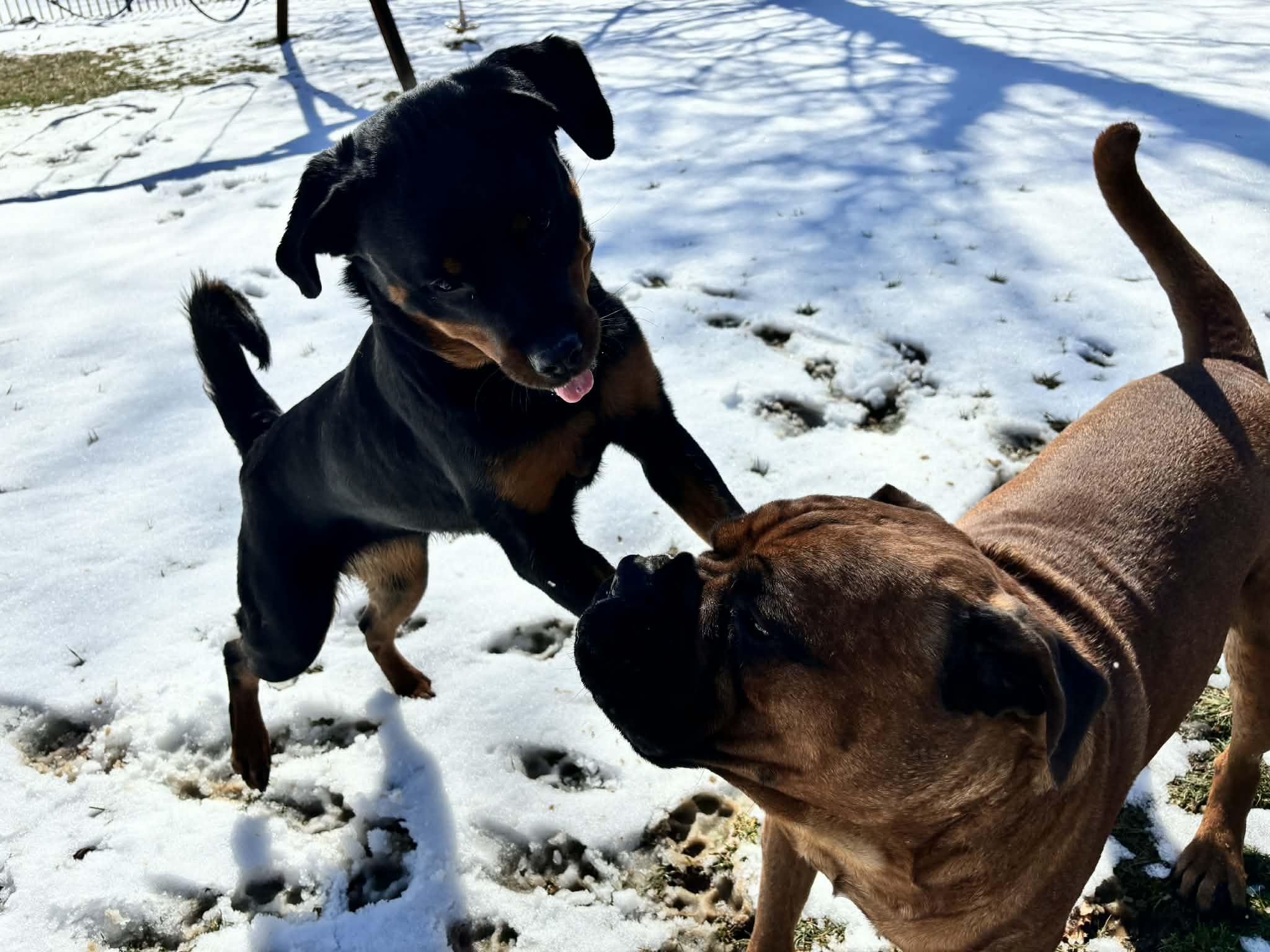 Enlarge Angel, a ADOPTABLE Rottweiler in Perkasie, PA image 5/6