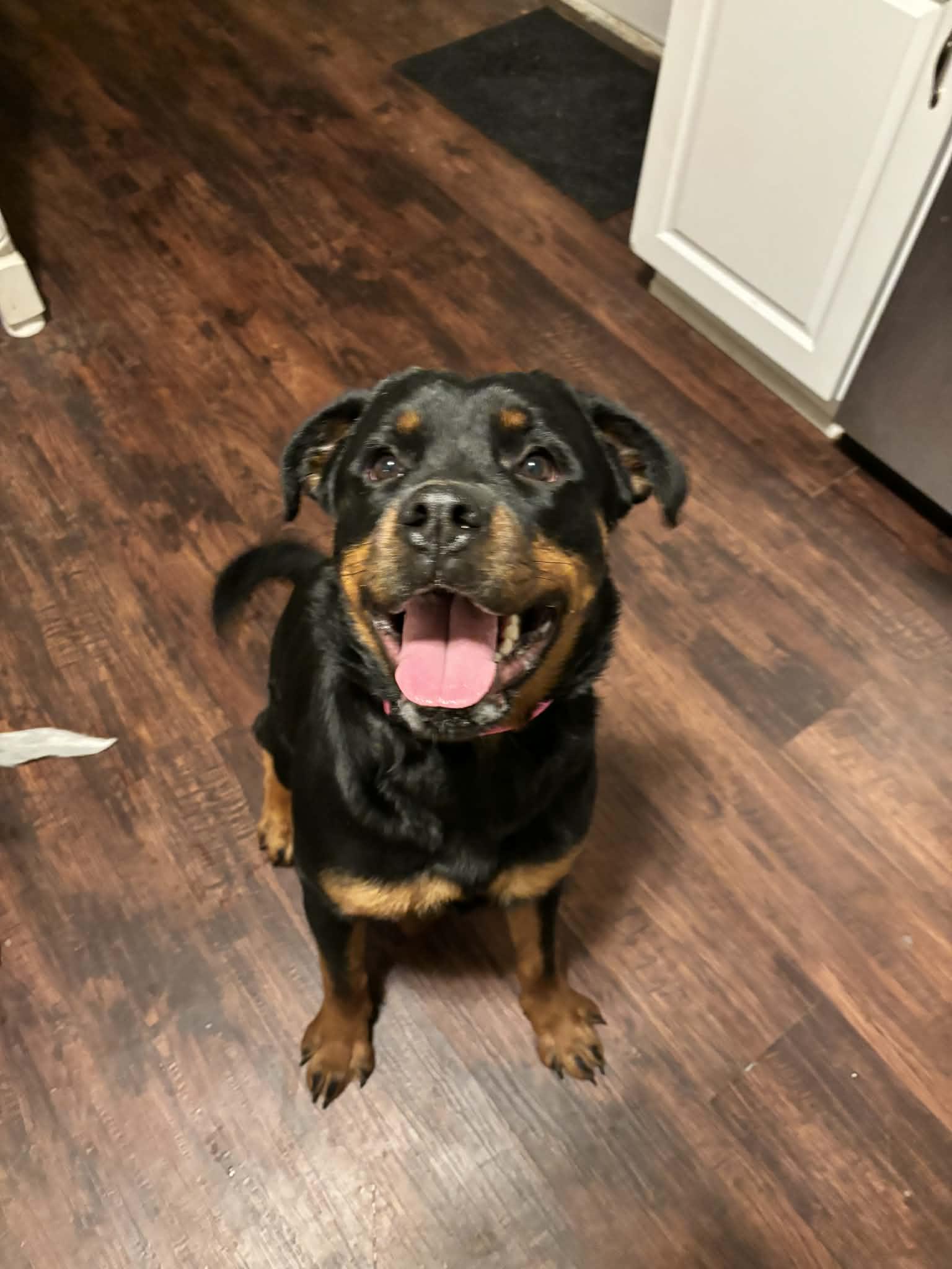 Angel, ADOPTABLE, Puppy Female Rottweiler.