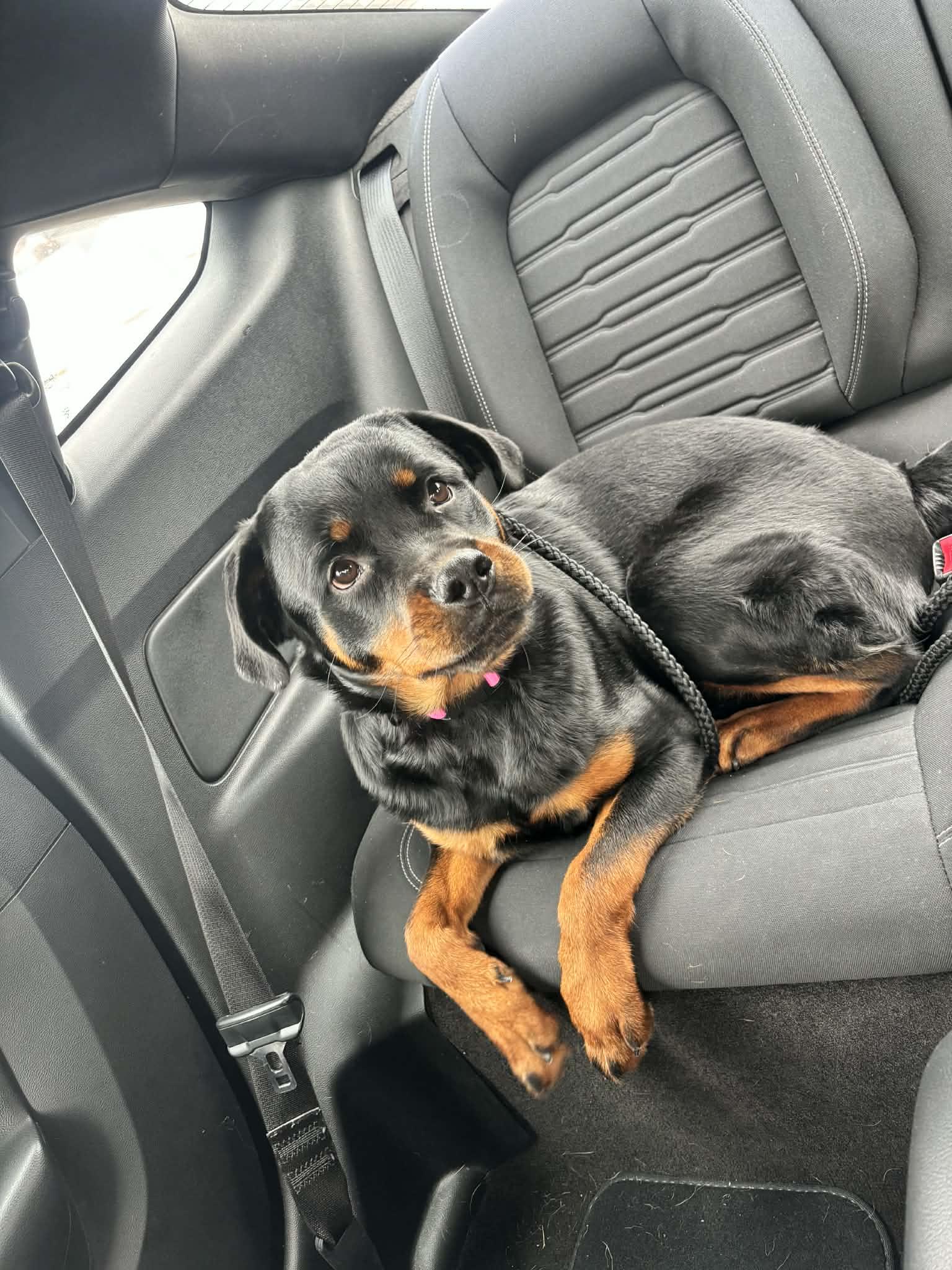 Enlarge Angel, a ADOPTABLE Rottweiler in Perkasie, PA image 3/6