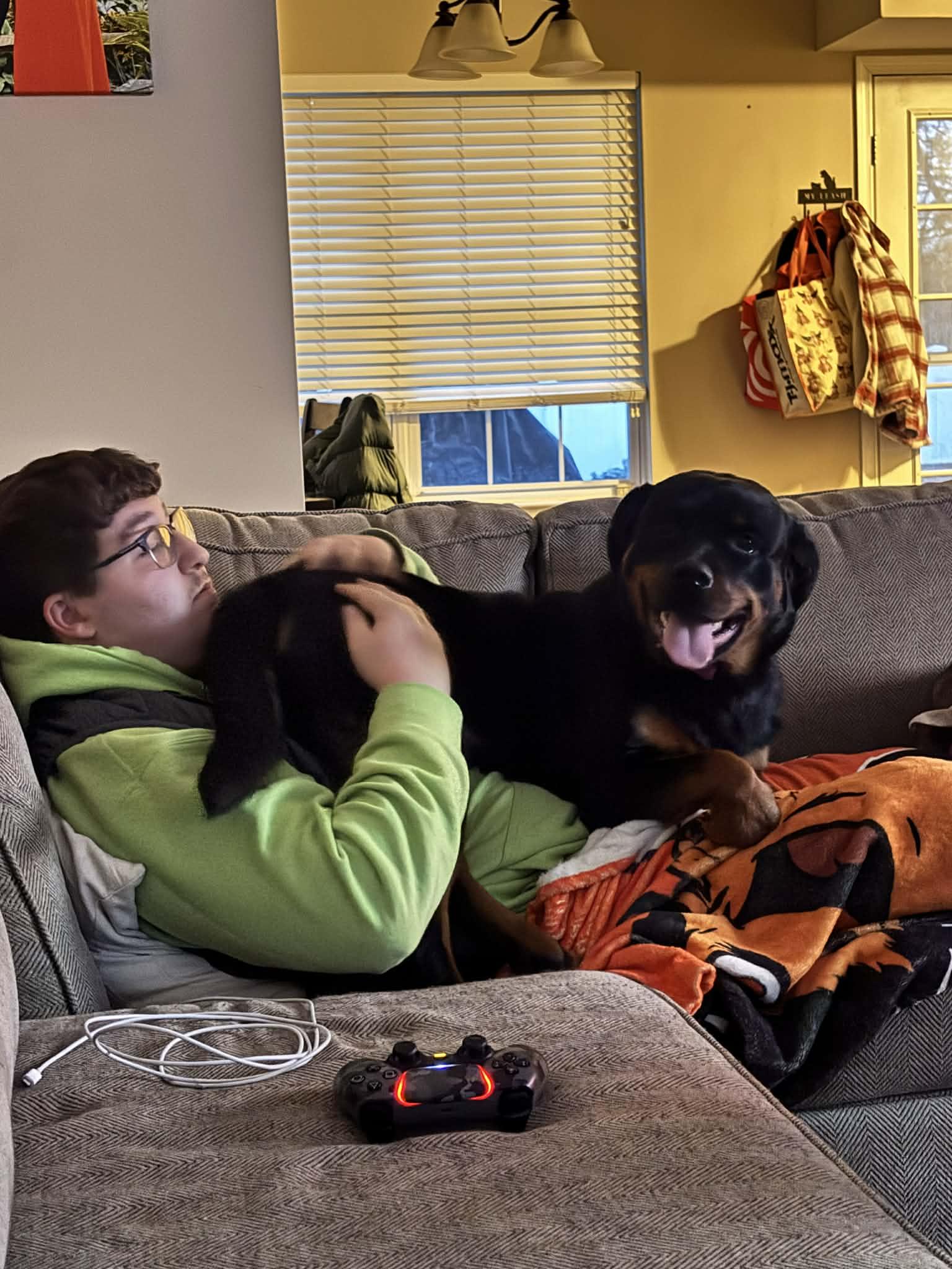 Enlarge Angel, a ADOPTABLE Rottweiler in Perkasie, PA image 2/6