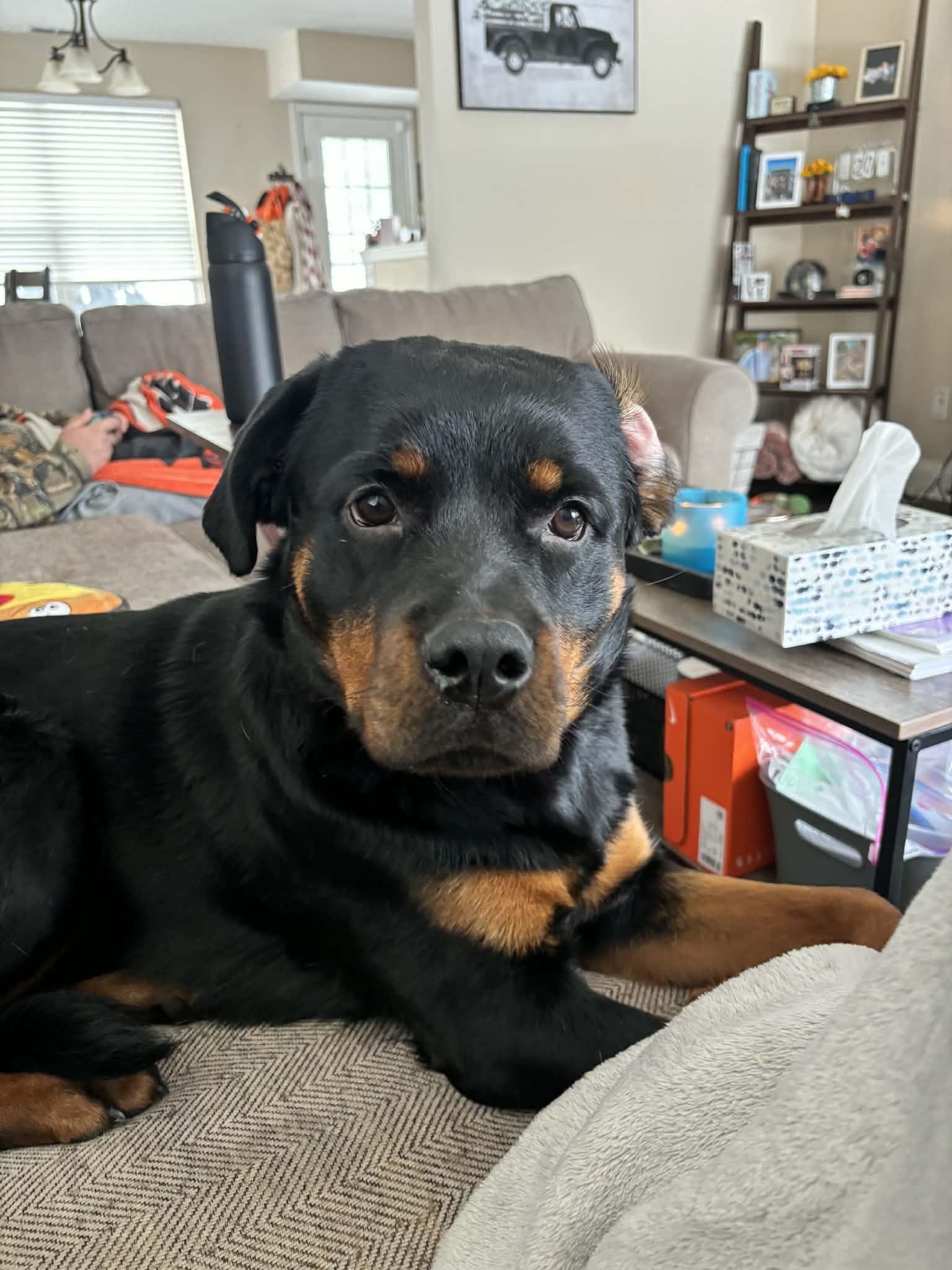 Enlarge Angel, a ADOPTABLE Rottweiler in Perkasie, PA image 4/6