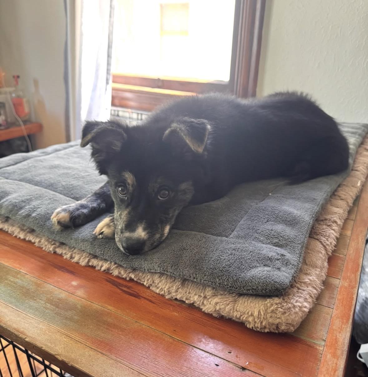 Enlarge Ivy, a ADOPTABLE mixed breed in Pasadena, CA image 4/4