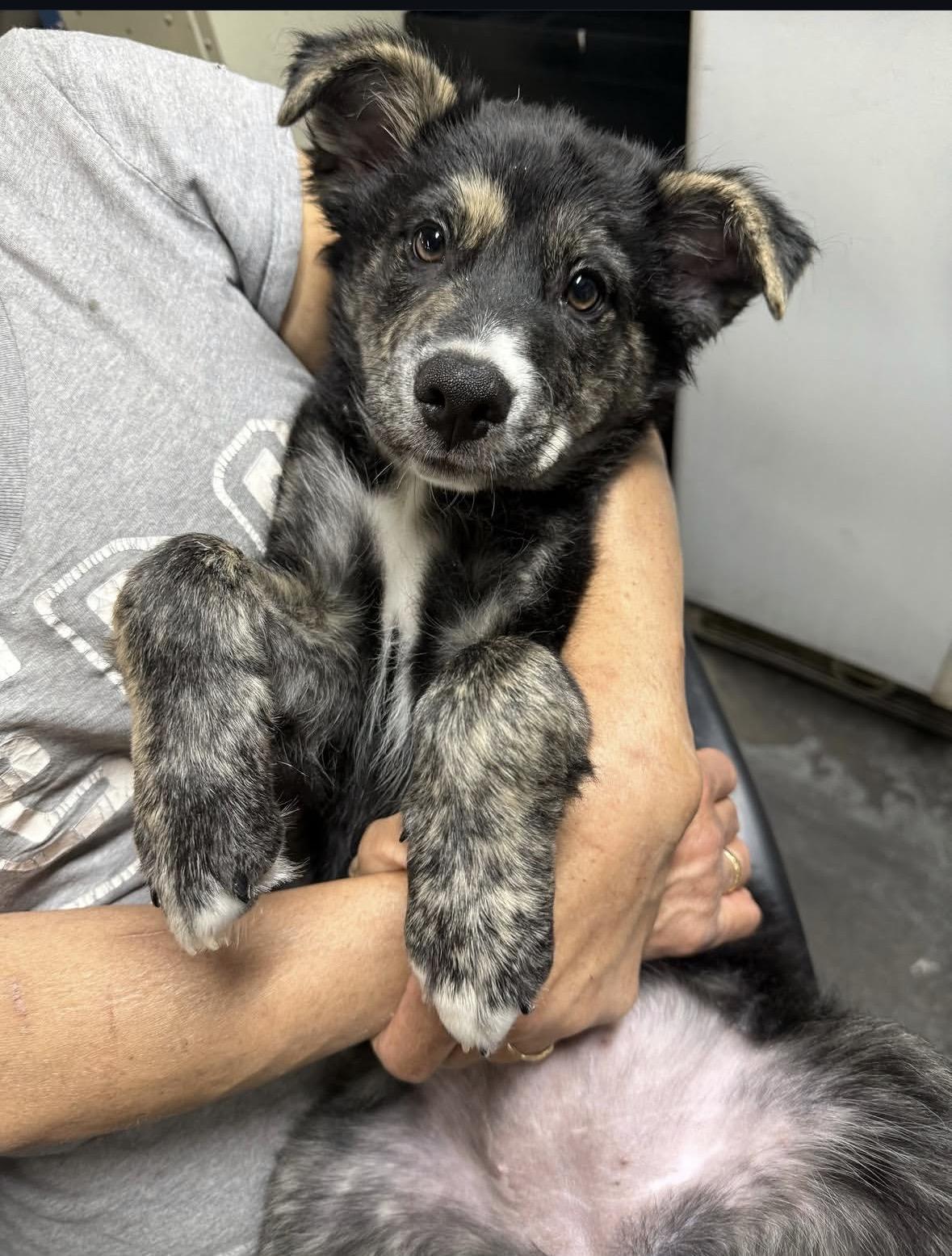 Ivy, ADOPTABLE, Puppy Female Australian Shepherd.