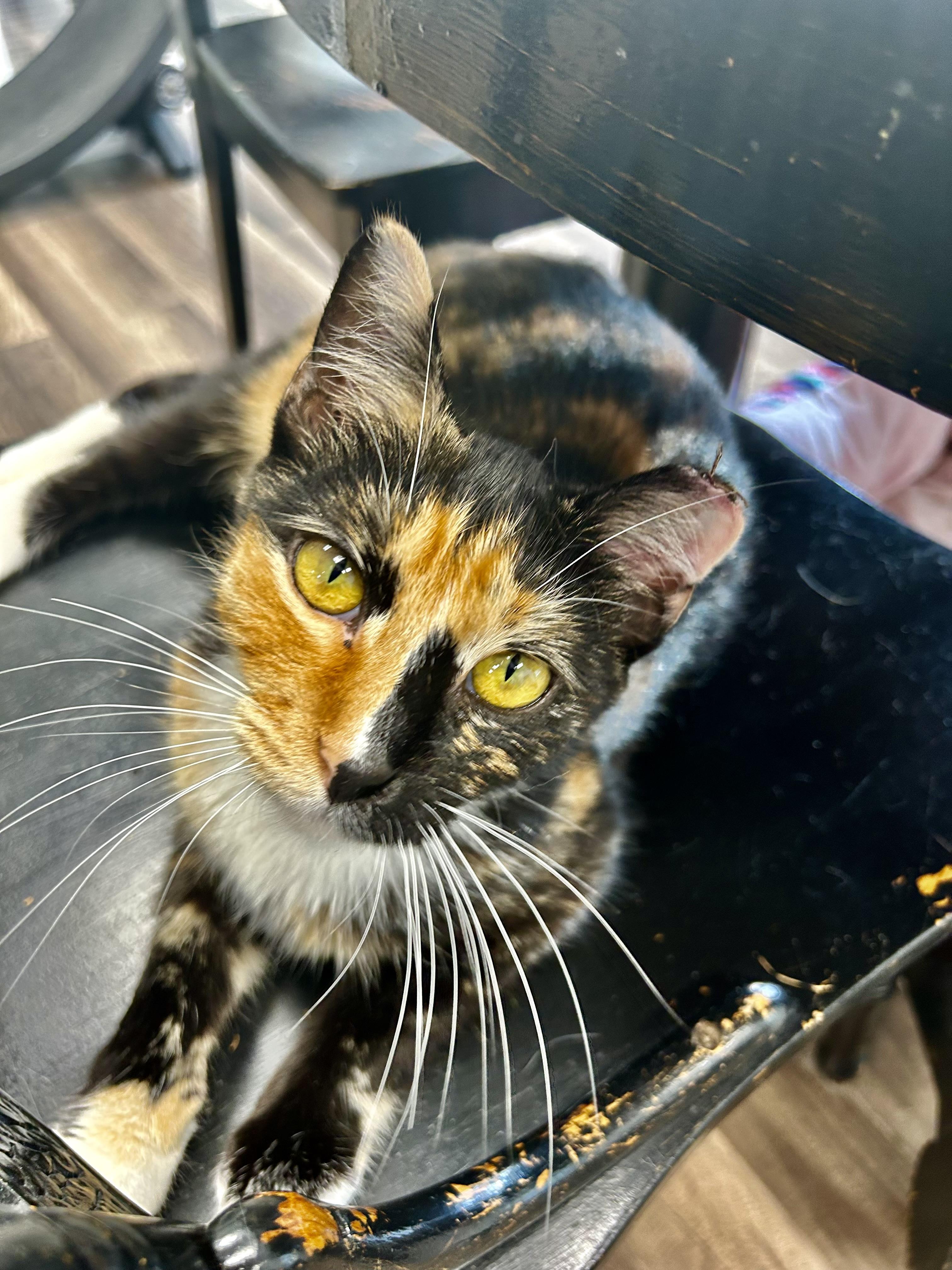 Enlarge Mewna Lisa - ADOPTION PENDING, an adopted Calico in Grand Rapids, MI image 2/6