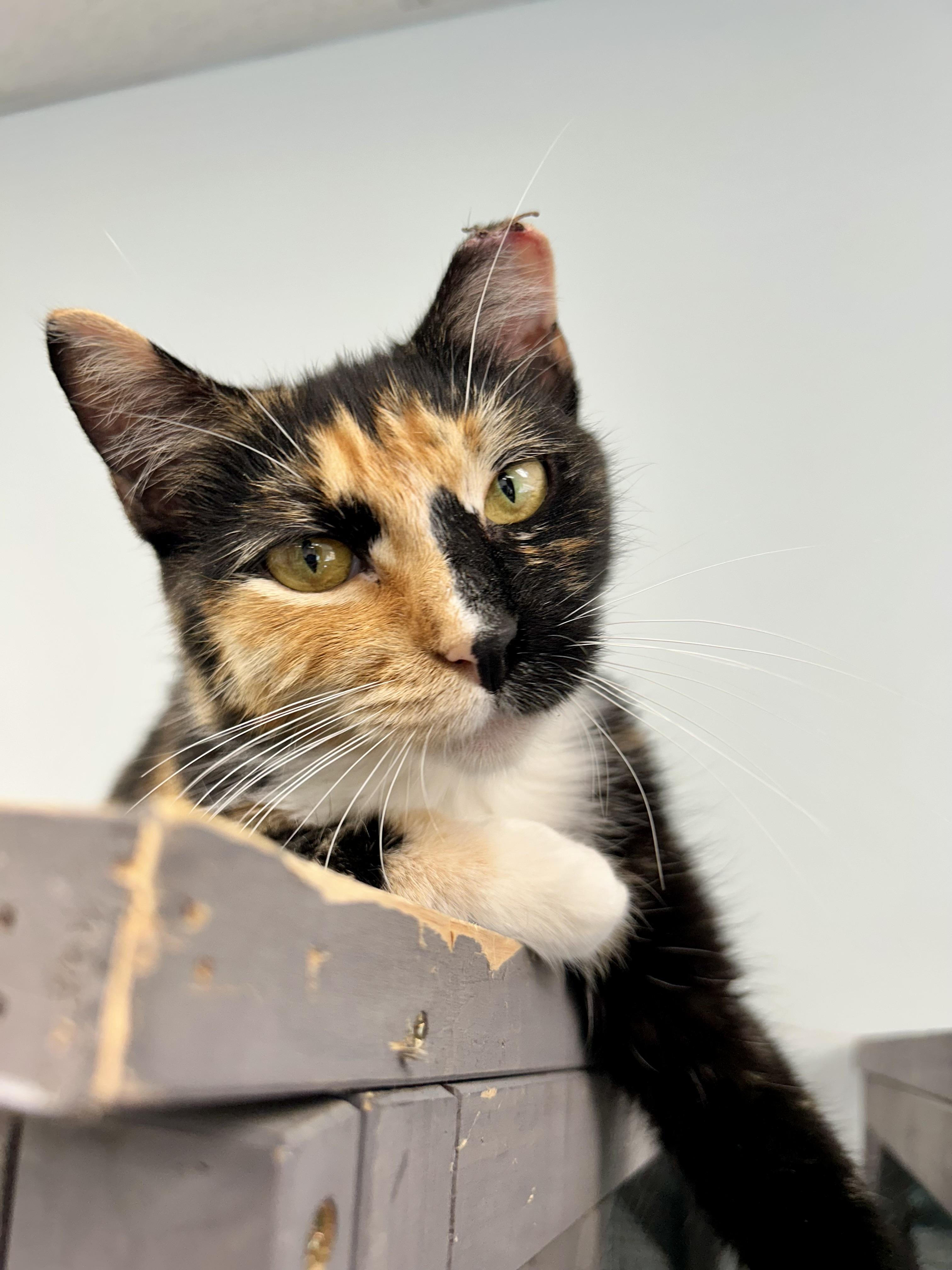 Enlarge Mewna Lisa - ADOPTION PENDING, an adopted Calico in Grand Rapids, MI image 4/6