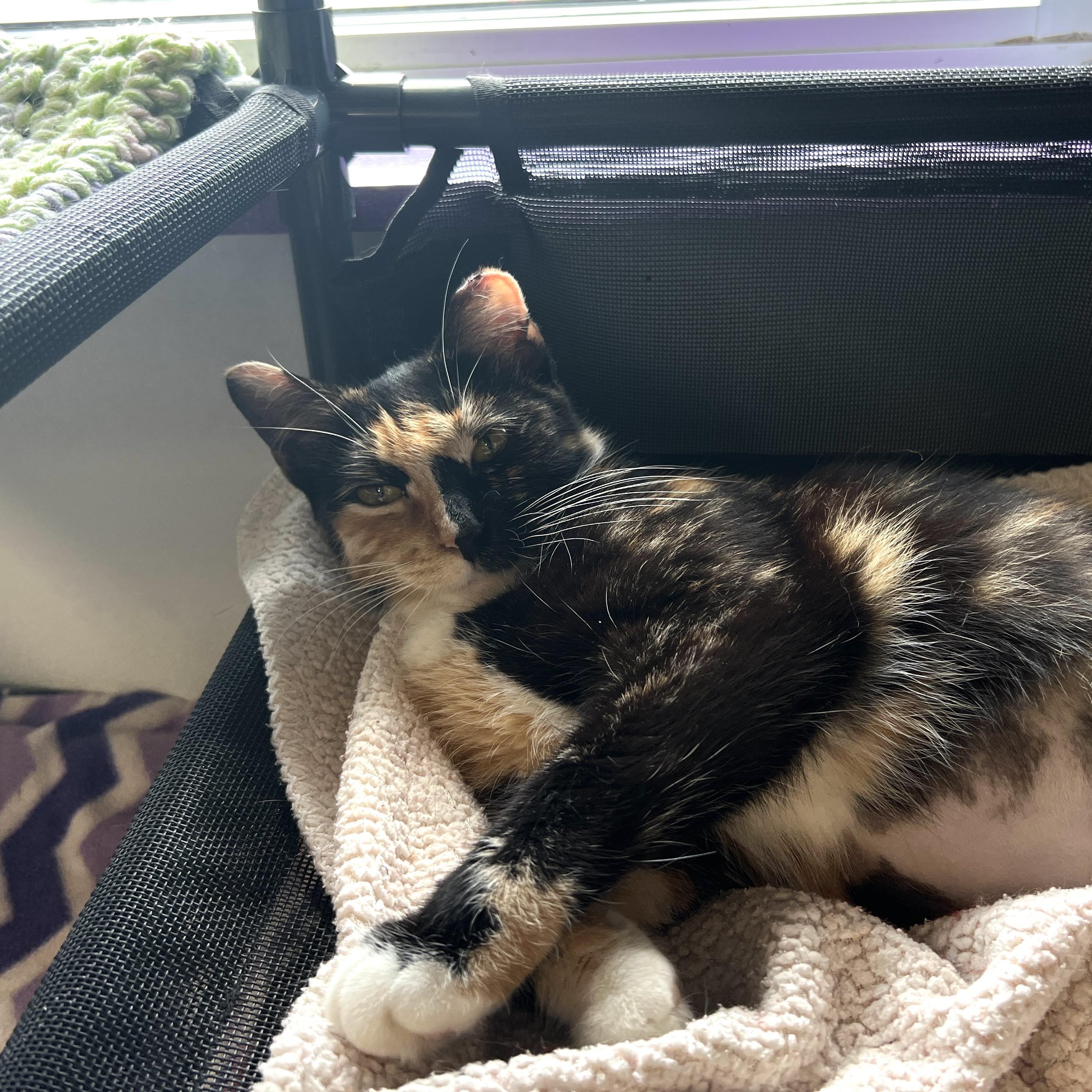 Enlarge Mewna Lisa - ADOPTION PENDING, an adopted Calico in Grand Rapids, MI image 6/6