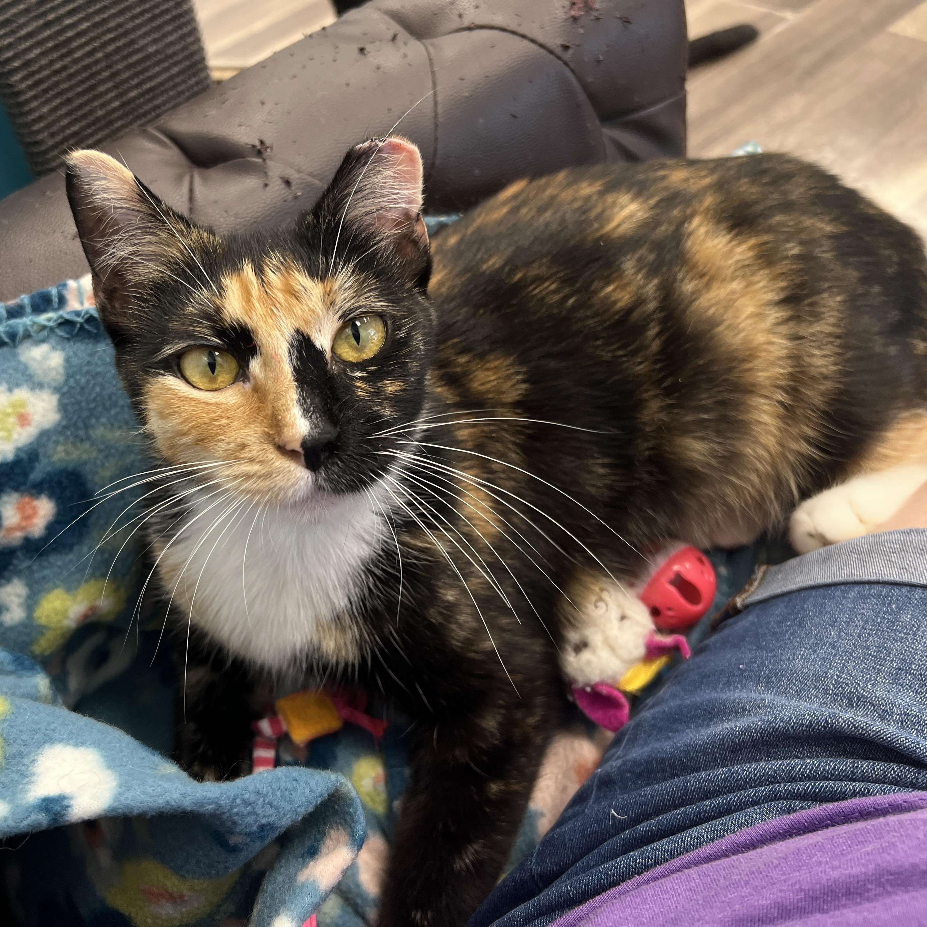 Enlarge Mewna Lisa - ADOPTION PENDING, an adopted Calico in Grand Rapids, MI image 1/6