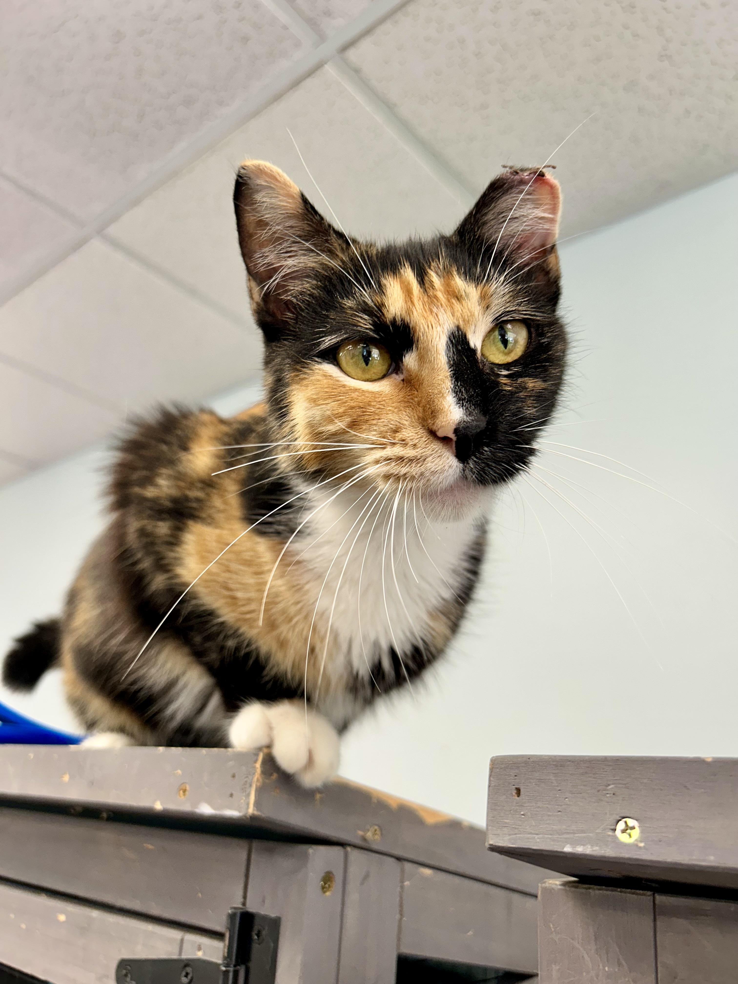 Enlarge Mewna Lisa - ADOPTION PENDING, an adopted Calico in Grand Rapids, MI image 3/6