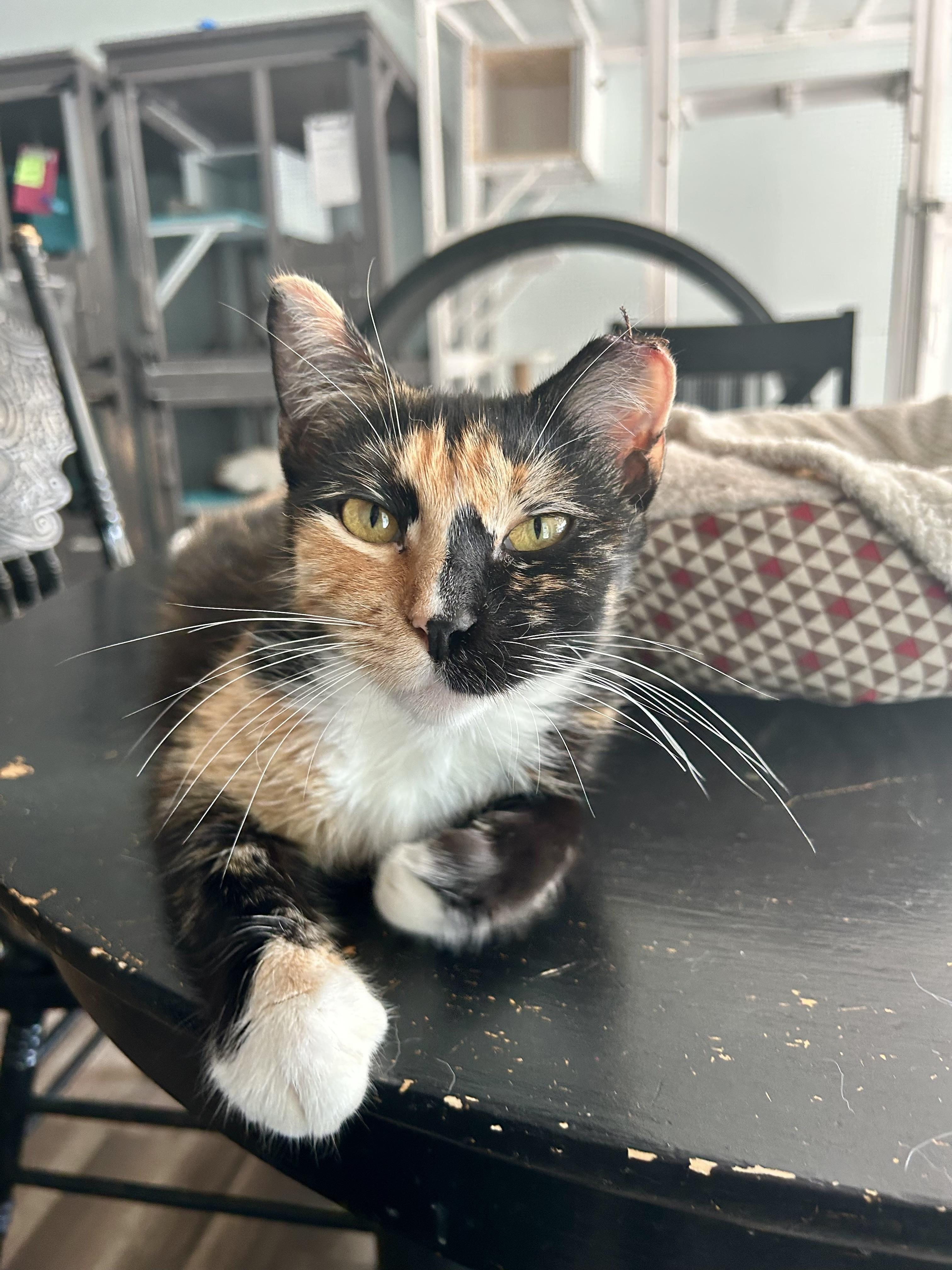 Enlarge Mewna Lisa - ADOPTION PENDING, an adopted Calico in Grand Rapids, MI image 5/6