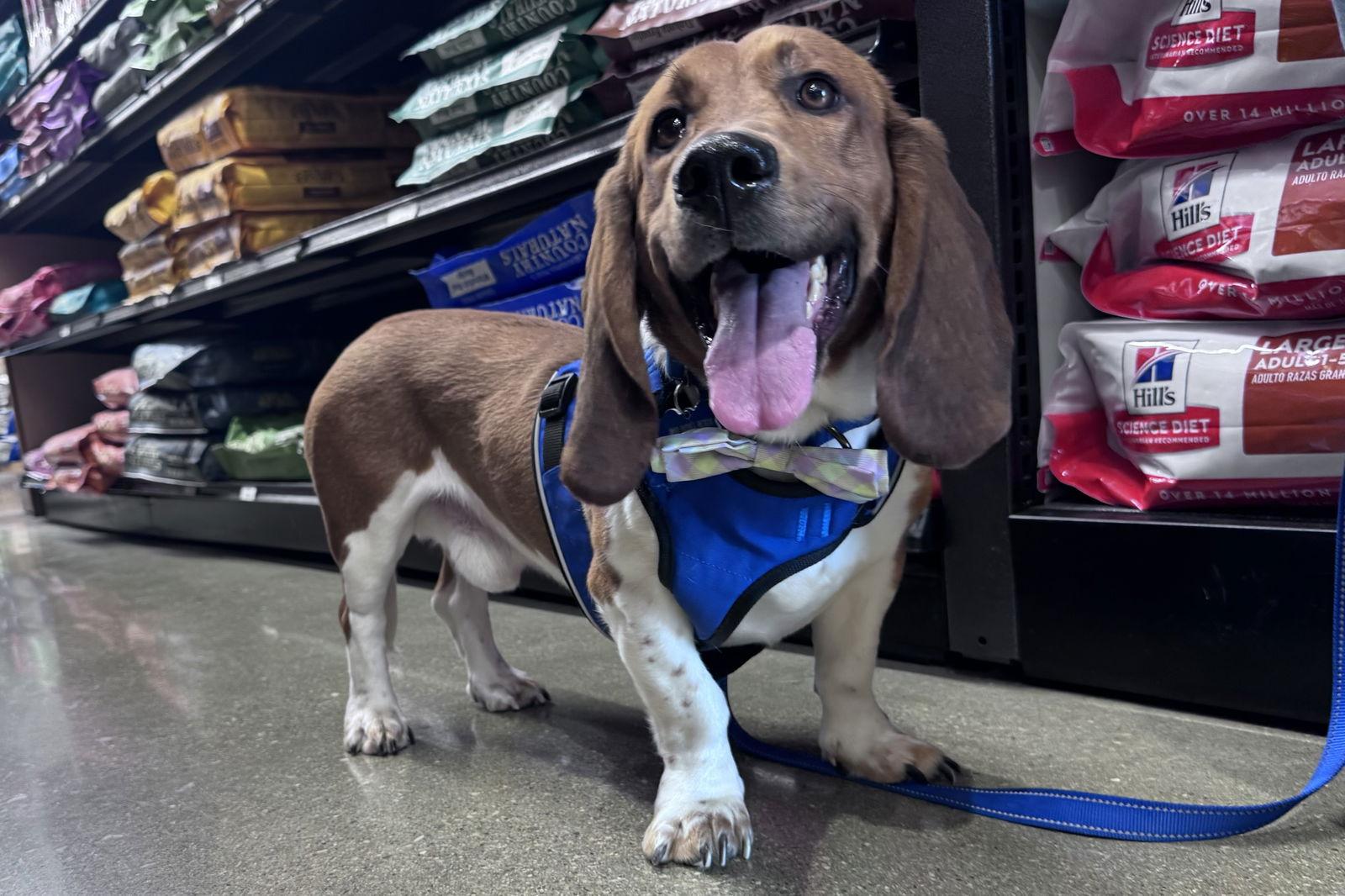 Enlarge Tank, a Adoptable Mixed Breed in Brookville, OH image 1/3