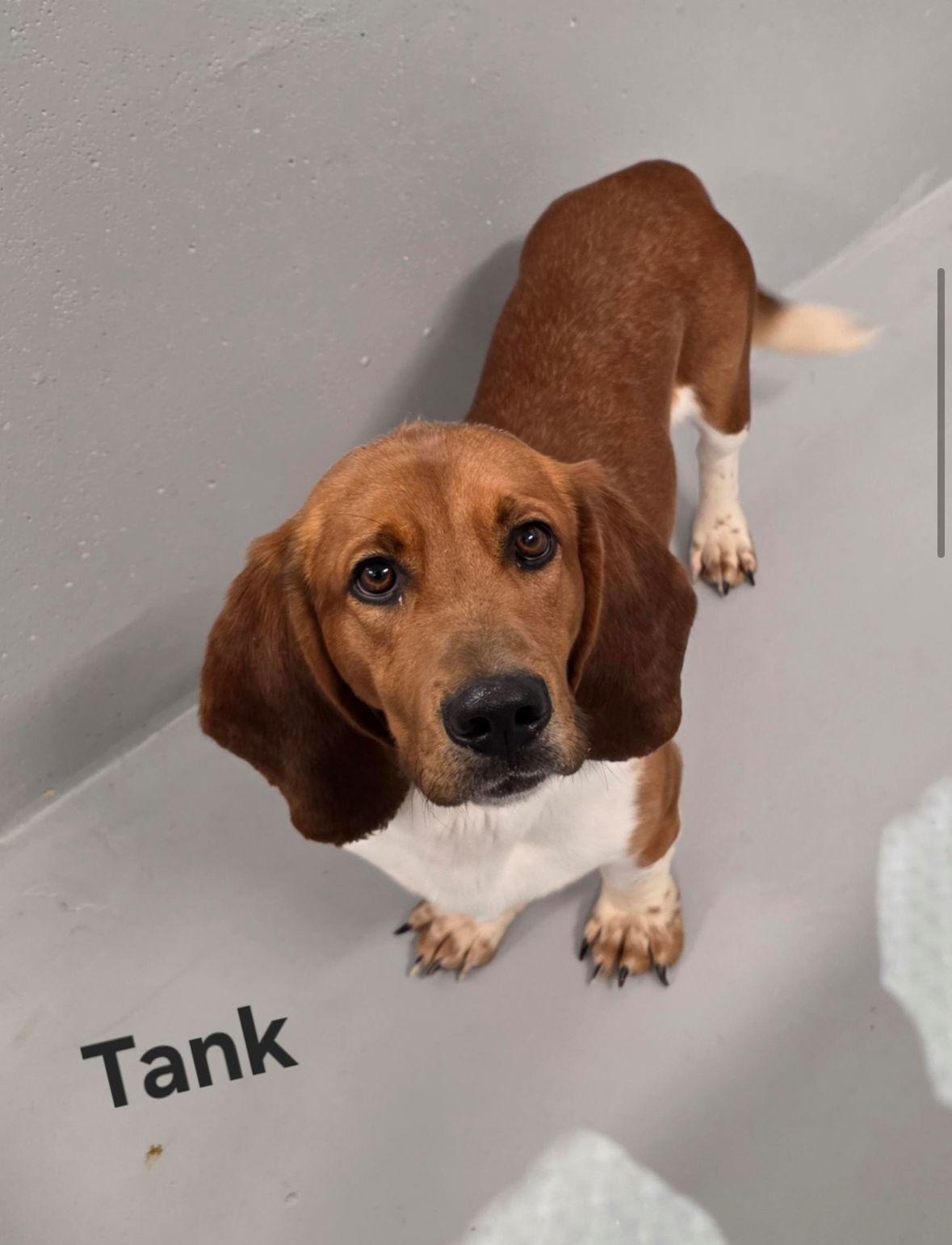 Tank, Adoptable, Adult Male Mixed Breed.