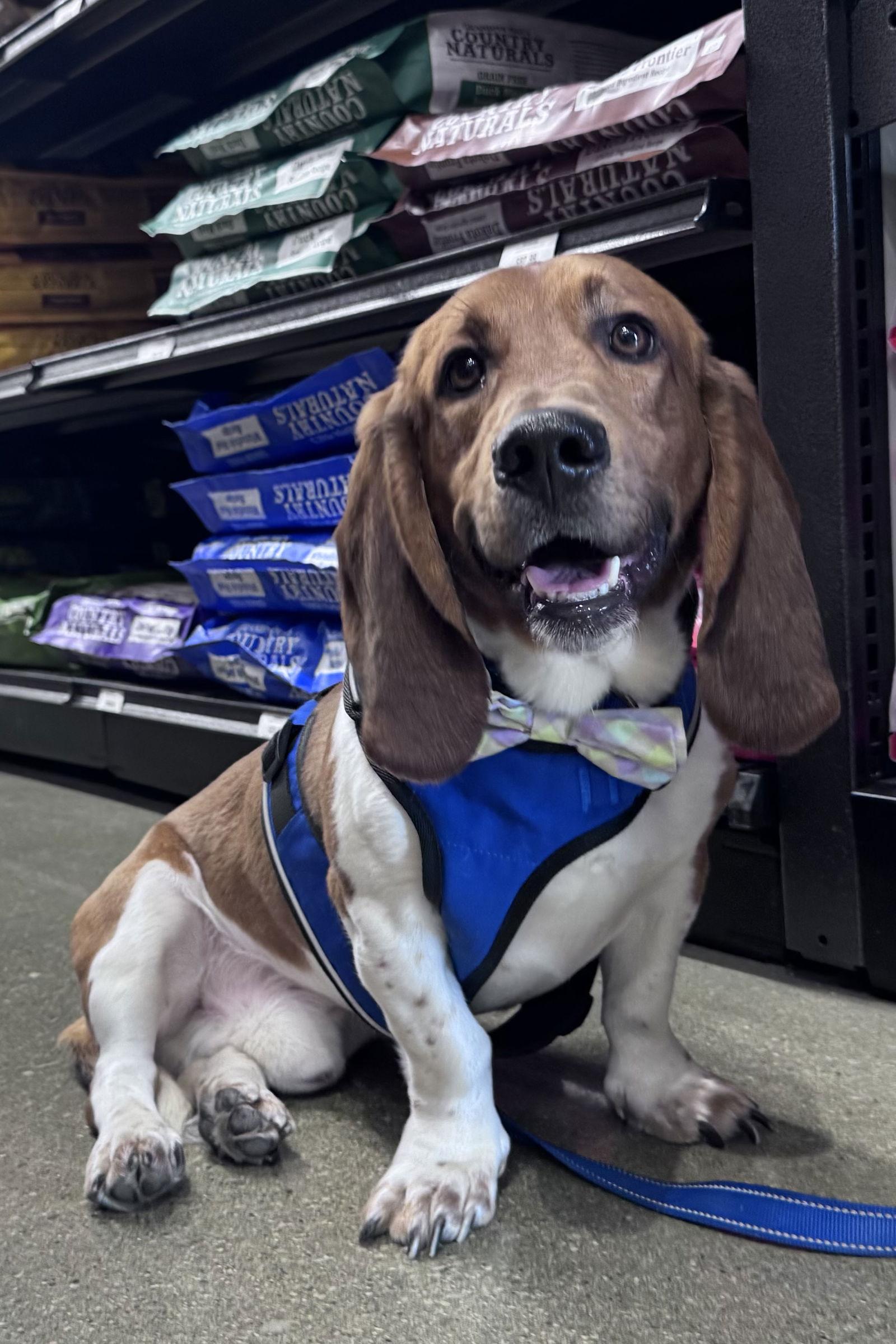 Enlarge Tank, a Adoptable Mixed Breed in Brookville, OH image 3/3