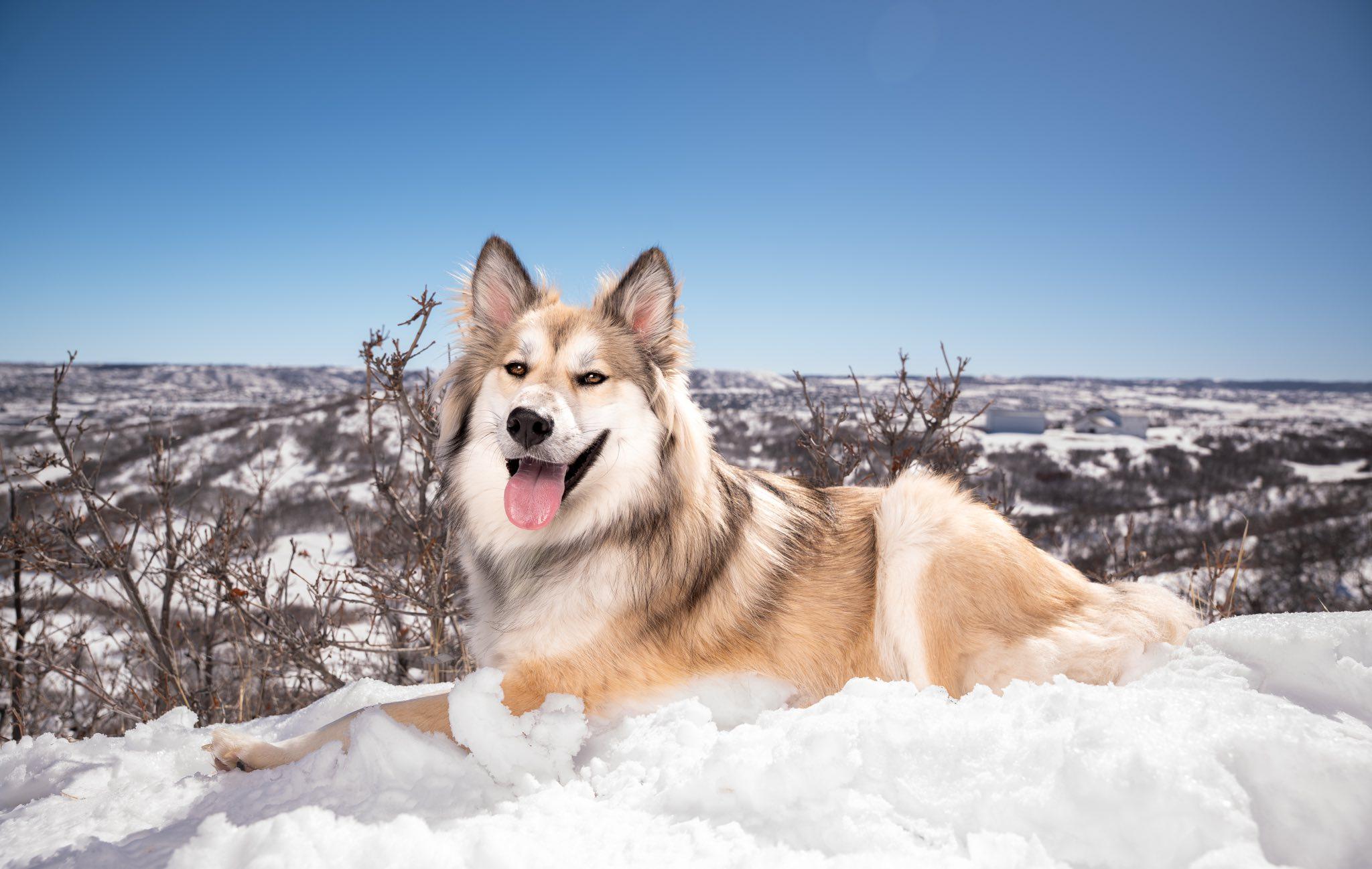 Enlarge Jasper, an adopted mixed breed in Commerce City, CO image 2/6