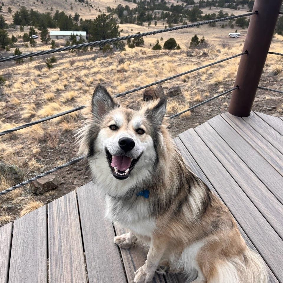 Enlarge Jasper, an adopted mixed breed in Commerce City, CO image 3/6