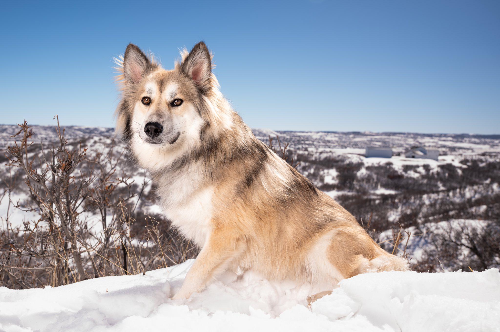 Enlarge Jasper, an adopted mixed breed in Commerce City, CO image 6/6