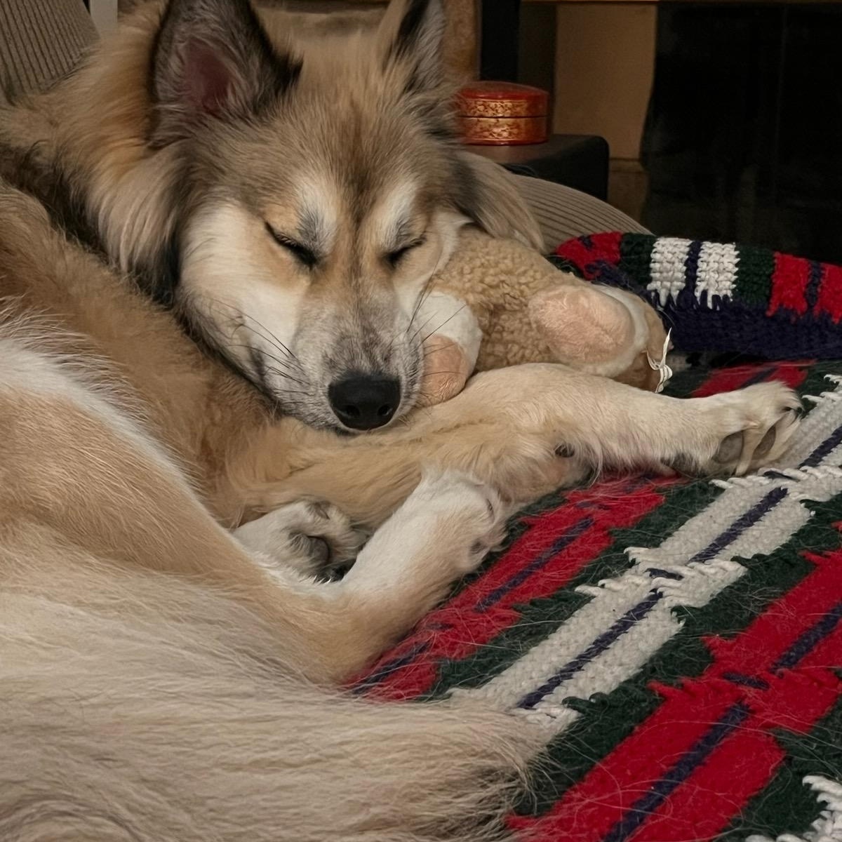 Enlarge Jasper, an adopted mixed breed in Commerce City, CO image 5/6