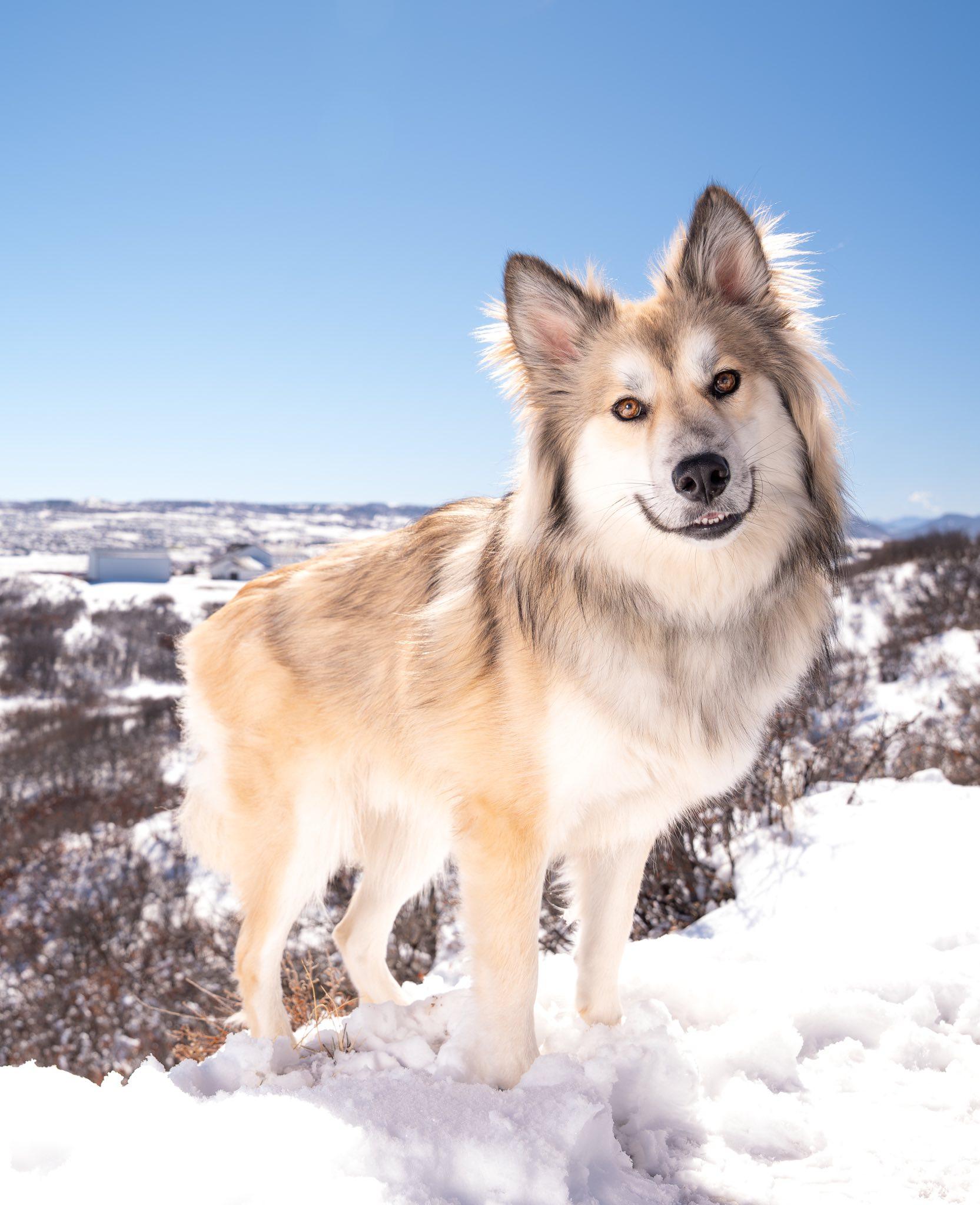 Jasper, adopted, Adult Male Alaskan Malamute & Husky.