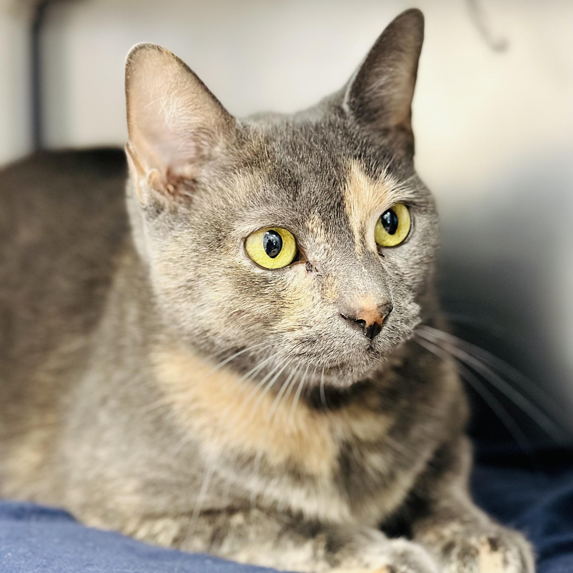 Deana, ADOPTABLE, Adult Female Domestic Short Hair.