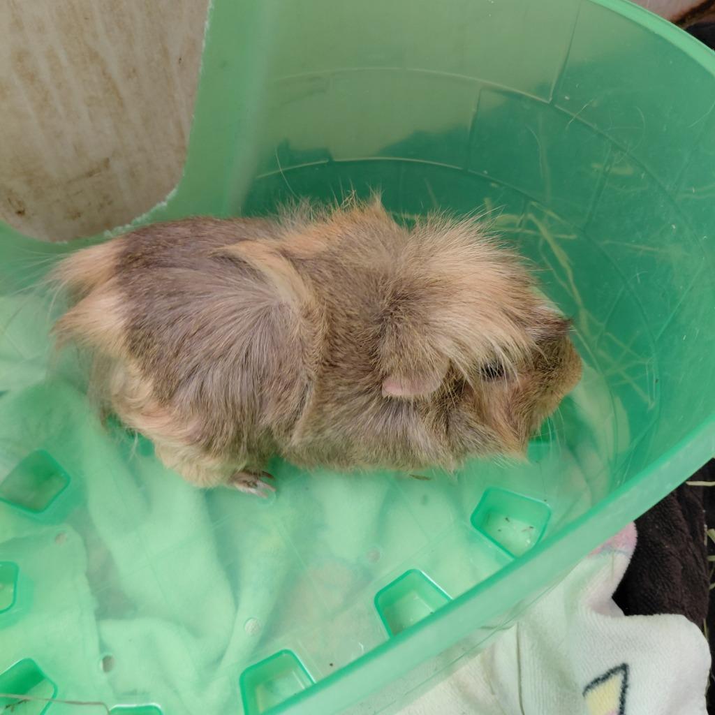 Archie, Adoptable, Adult Male Guinea Pig.