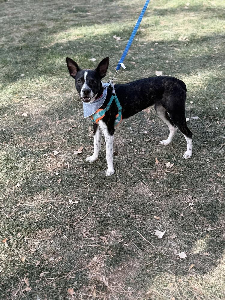 Sally, Adoptable, Adult Female Terrier & Cattle Dog.