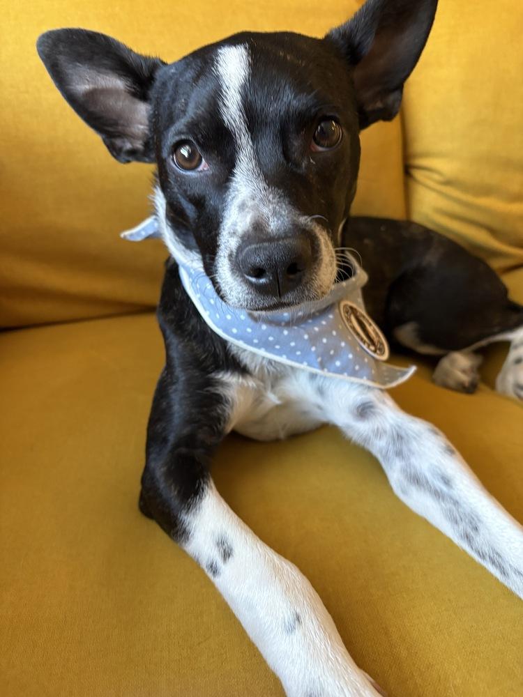 Sally, a Adoptable mixed breed in Denver, CO image 2/6