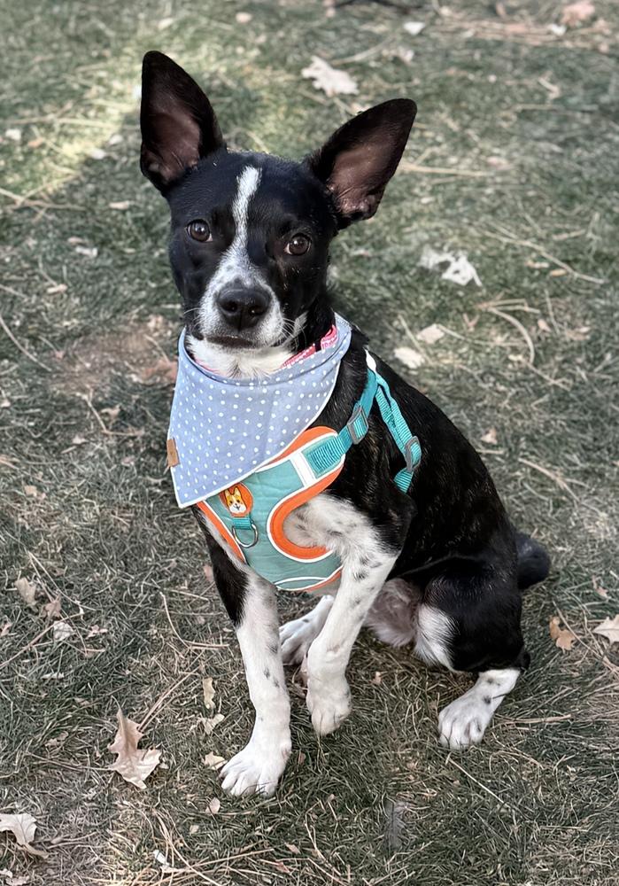 Sally, a Adoptable mixed breed in Denver, CO image 3/6