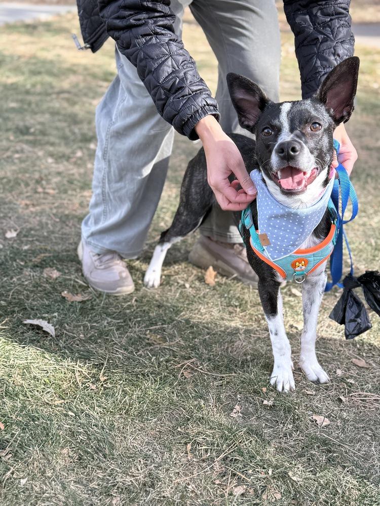 Sally, a Adoptable mixed breed in Denver, CO image 4/6