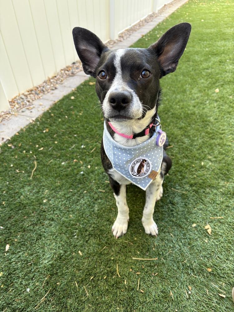 Sally, a Adoptable mixed breed in Denver, CO image 5/6