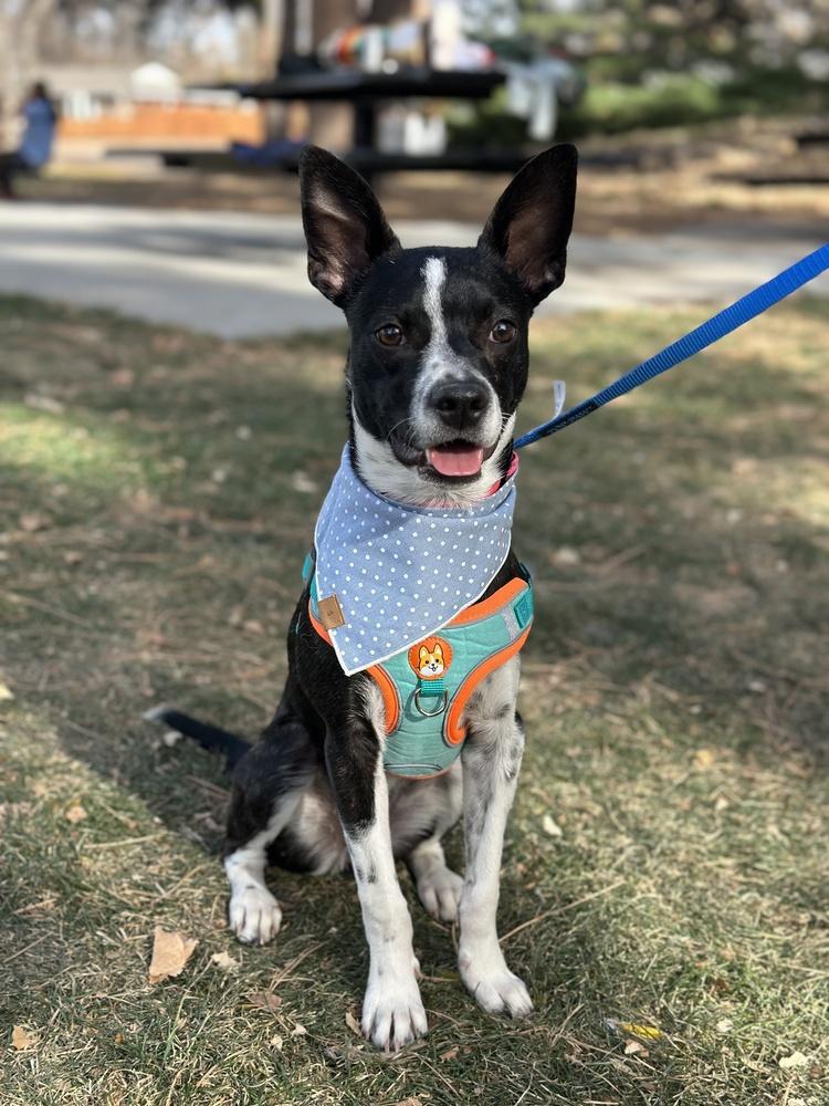 Sally, a Adoptable mixed breed in Denver, CO image 6/6