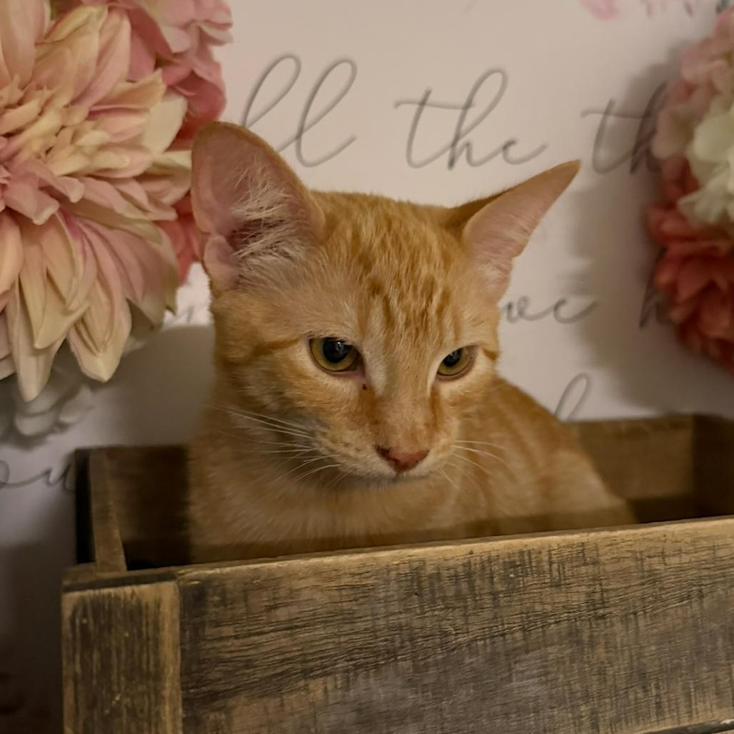 Fox, Adoptable, Young Male Domestic Short Hair.