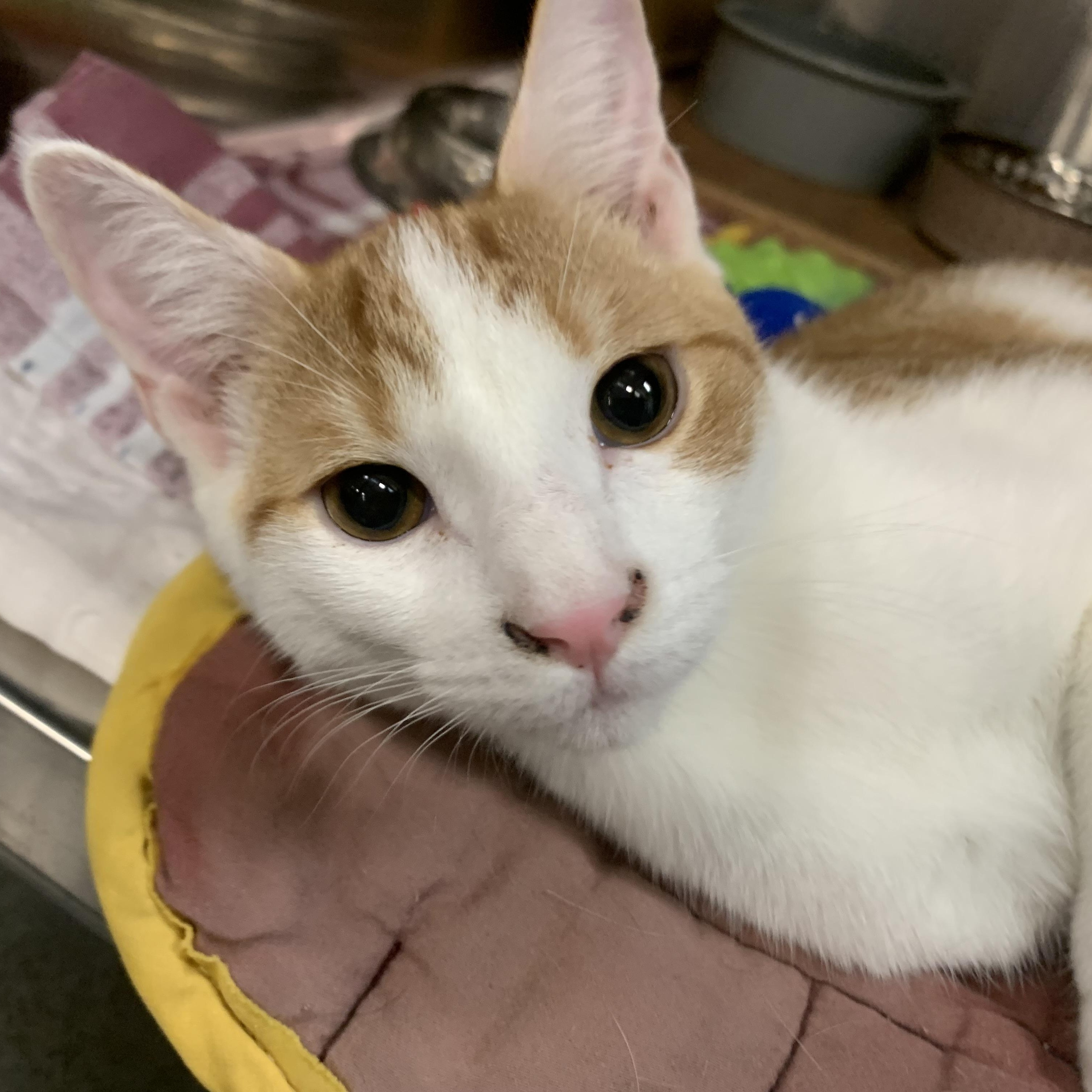 Freddy, adoptable, Young Male Domestic Short Hair.