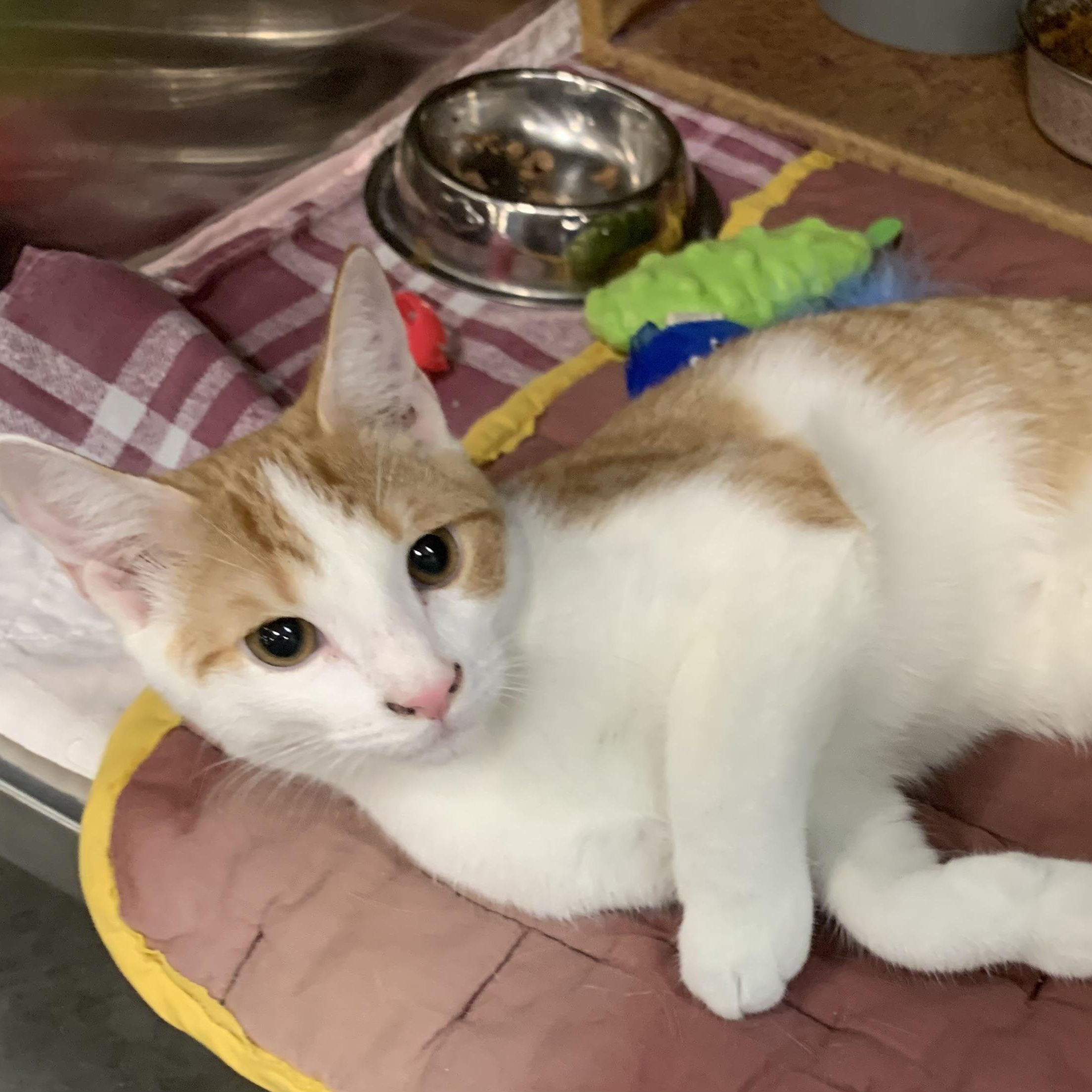 Enlarge Freddy, an adoptable Domestic Short Hair in Morganton, NC image 2/5