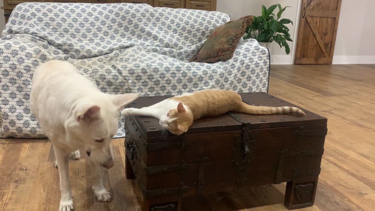 Enlarge Freddy, an adoptable Domestic Short Hair in Morganton, NC video 5/5