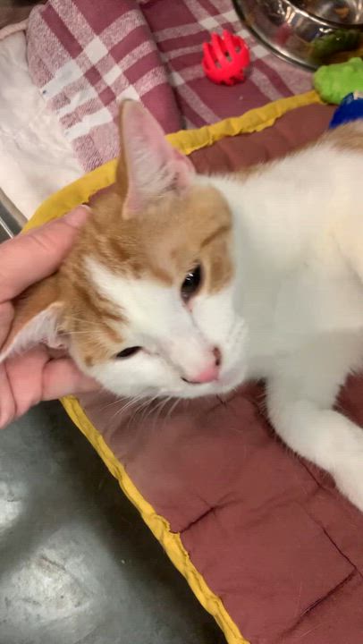 Enlarge Freddy, an adoptable Domestic Short Hair in Morganton, NC video 3/5