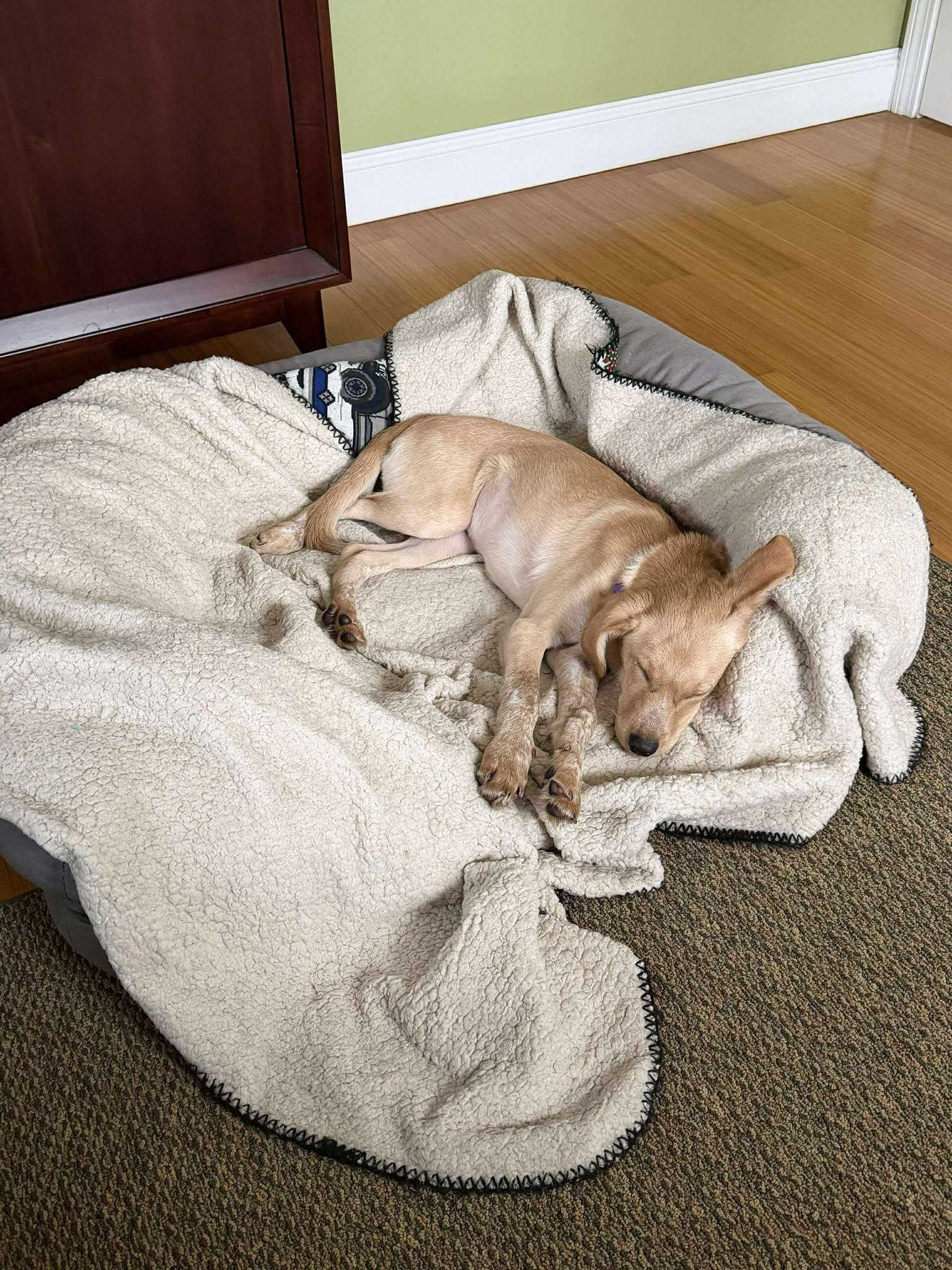 Kala, a Adoptable mixed breed in Woolwich, ME image 1/6