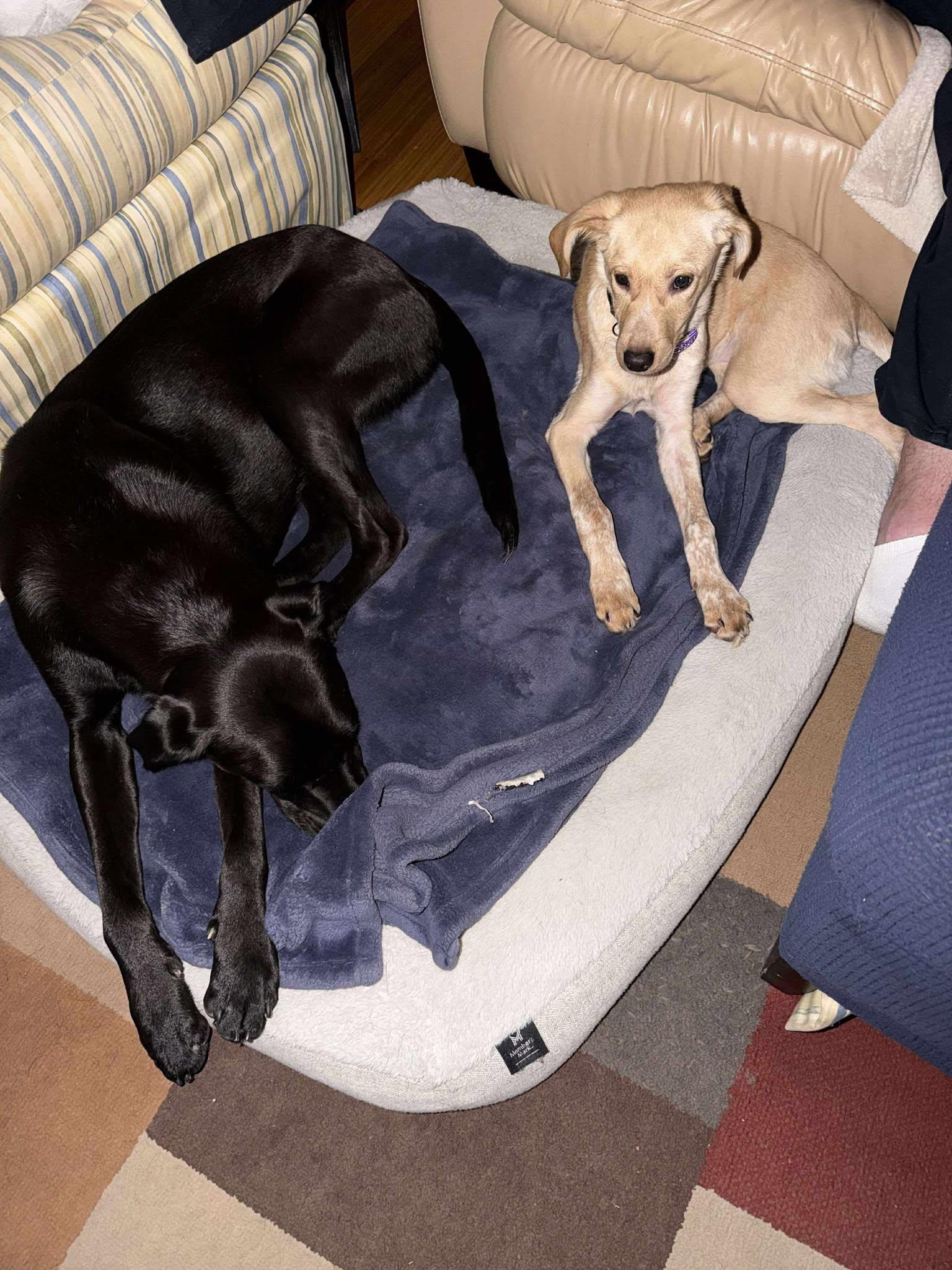 Kala, a Adoptable mixed breed in Woolwich, ME image 2/6