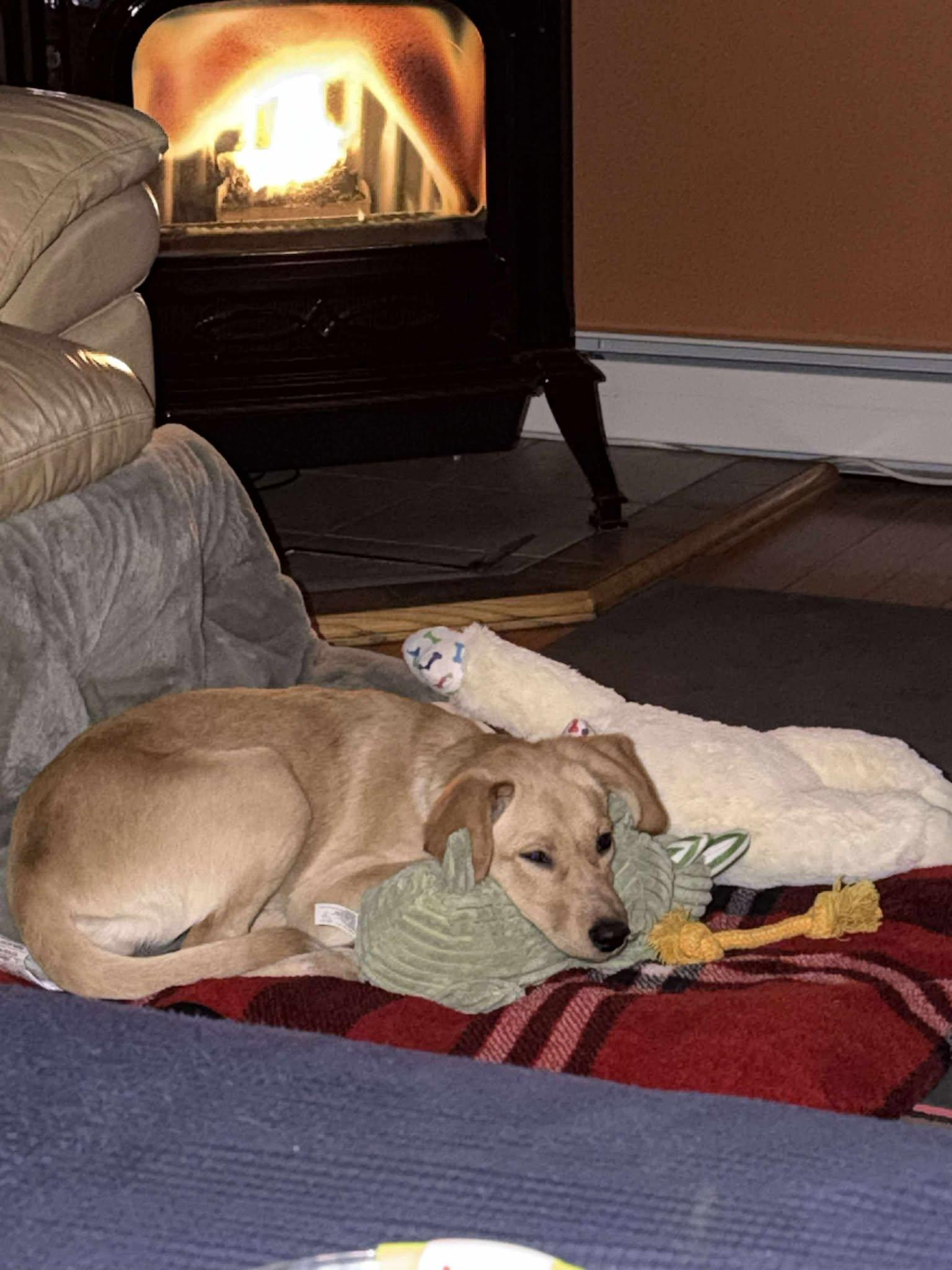 Kala, a Adoptable mixed breed in Woolwich, ME image 3/6