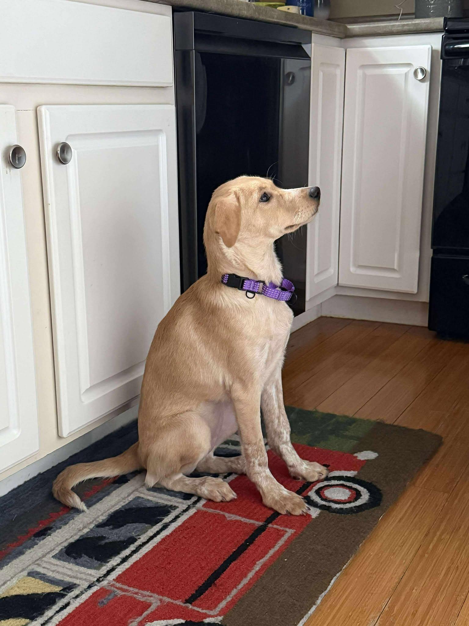 Kala, a Adoptable mixed breed in Woolwich, ME image 4/6