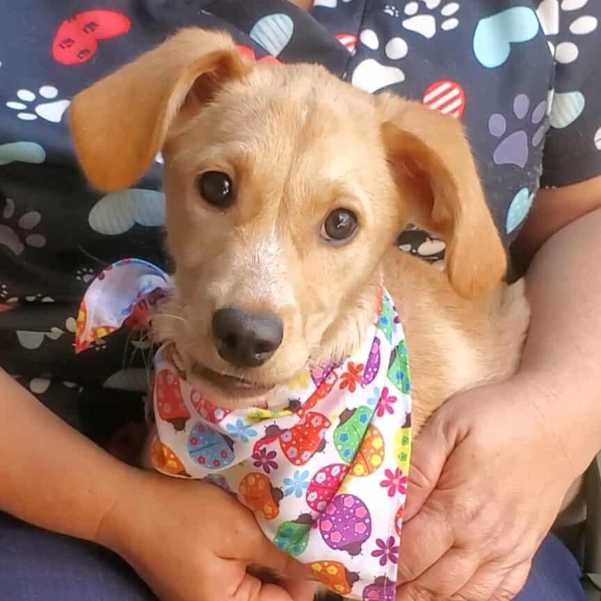 Kala, a Adoptable mixed breed in Woolwich, ME image 6/6