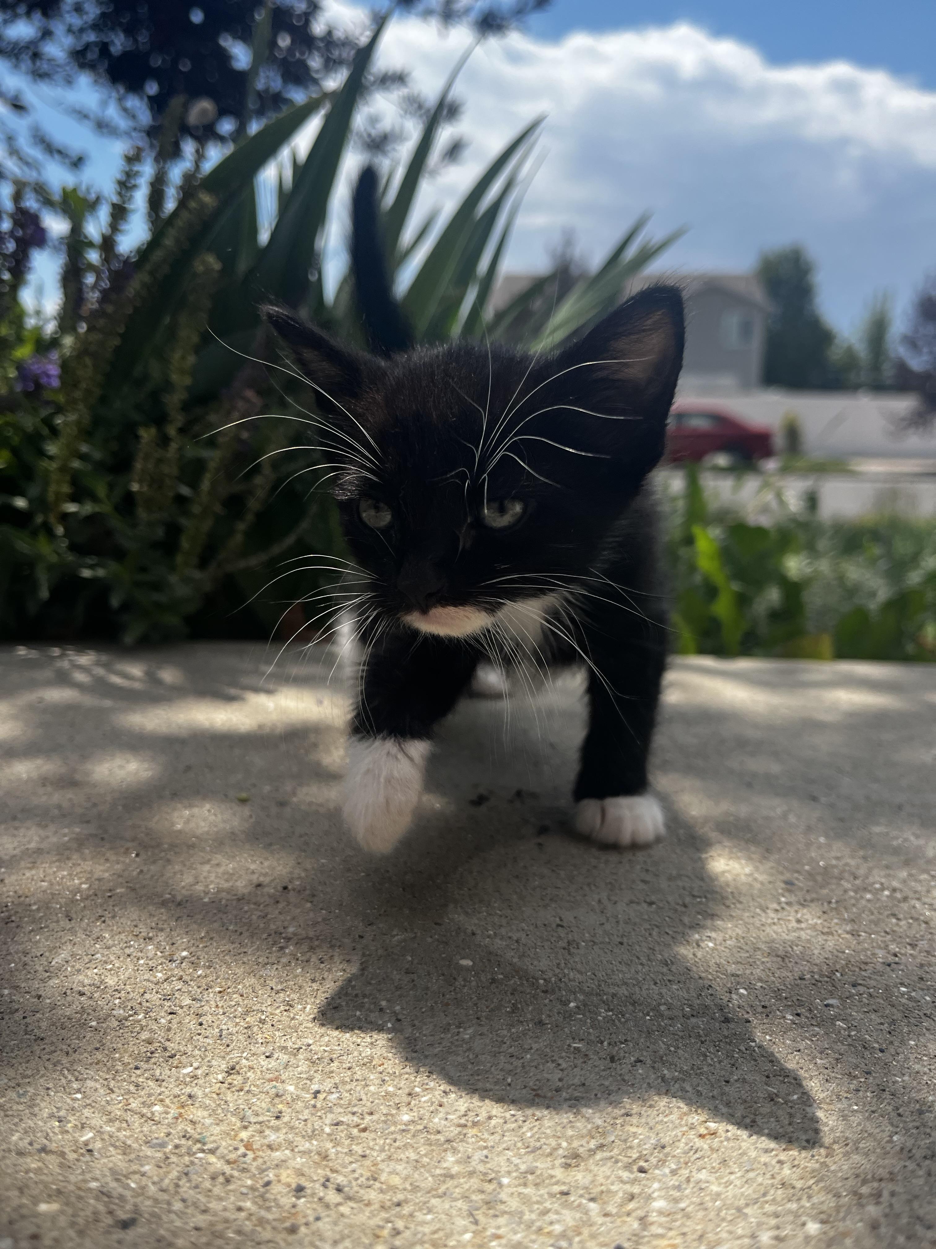 Enlarge Star Saber, a Adoptable Domestic Medium Hair in Fruit Heights, UT image 2/6