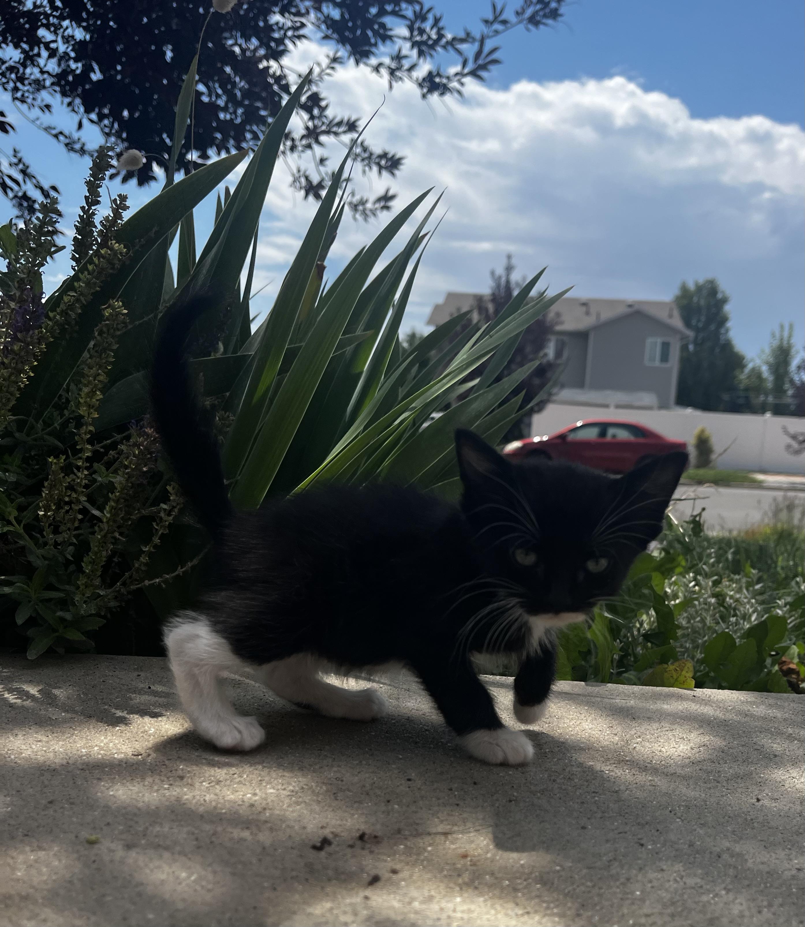 Enlarge Star Saber, a Adoptable Domestic Medium Hair in Fruit Heights, UT image 3/6