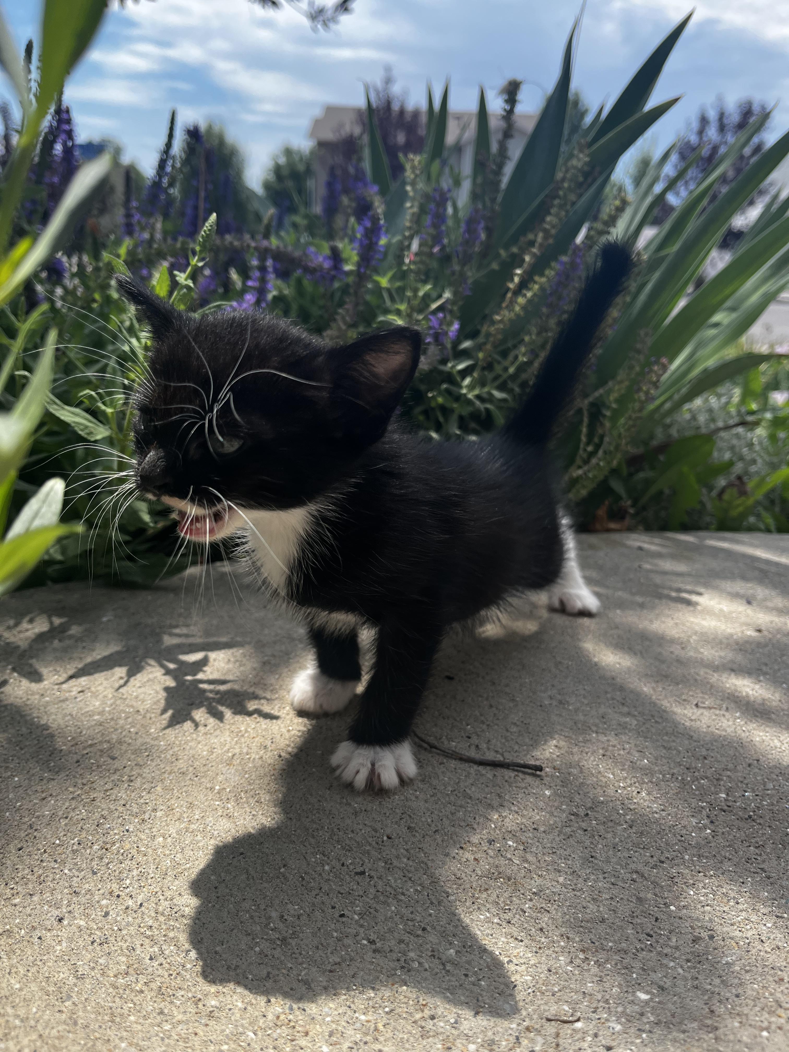 Enlarge Star Saber, a Adoptable Domestic Medium Hair in Fruit Heights, UT image 5/6