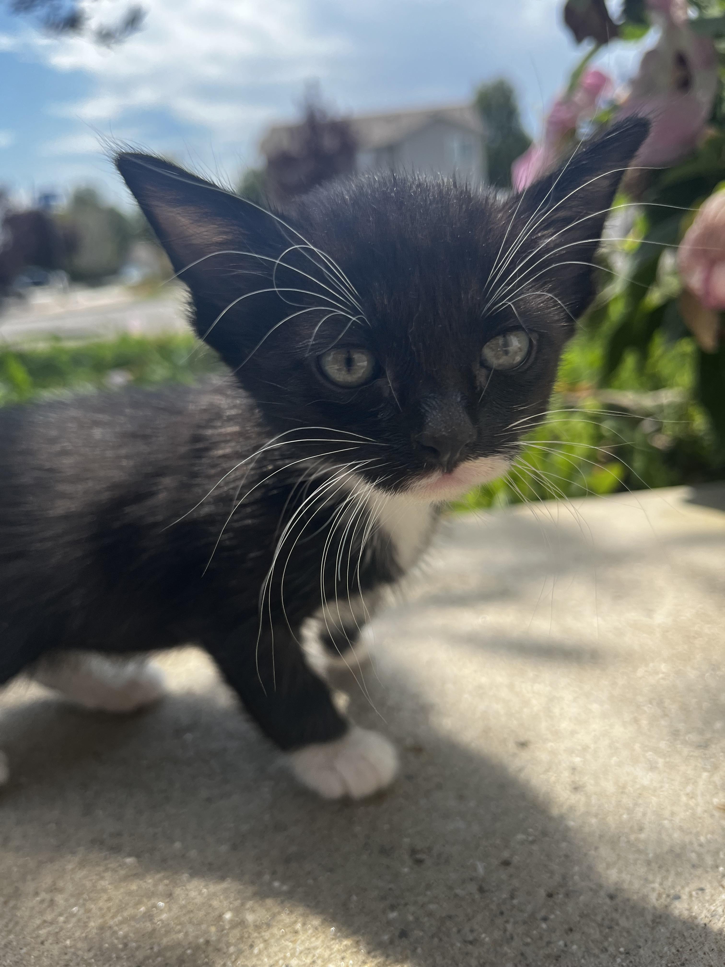 Enlarge Star Saber, a Adoptable Domestic Medium Hair in Fruit Heights, UT image 6/6