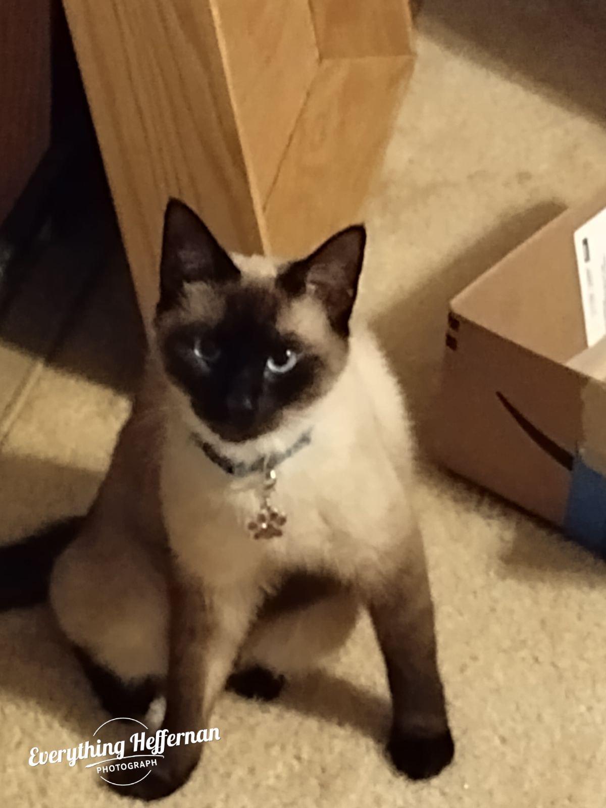 Chocolate 2024, Adopted, Adult Male Tonkinese & Siamese.