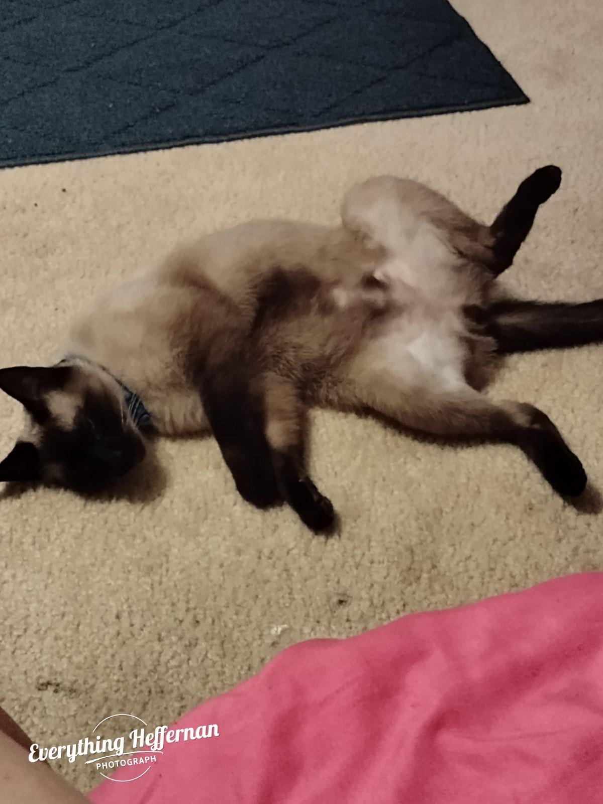 Chocolate 2024, Adopted, Adult Male Tonkinese & Siamese.