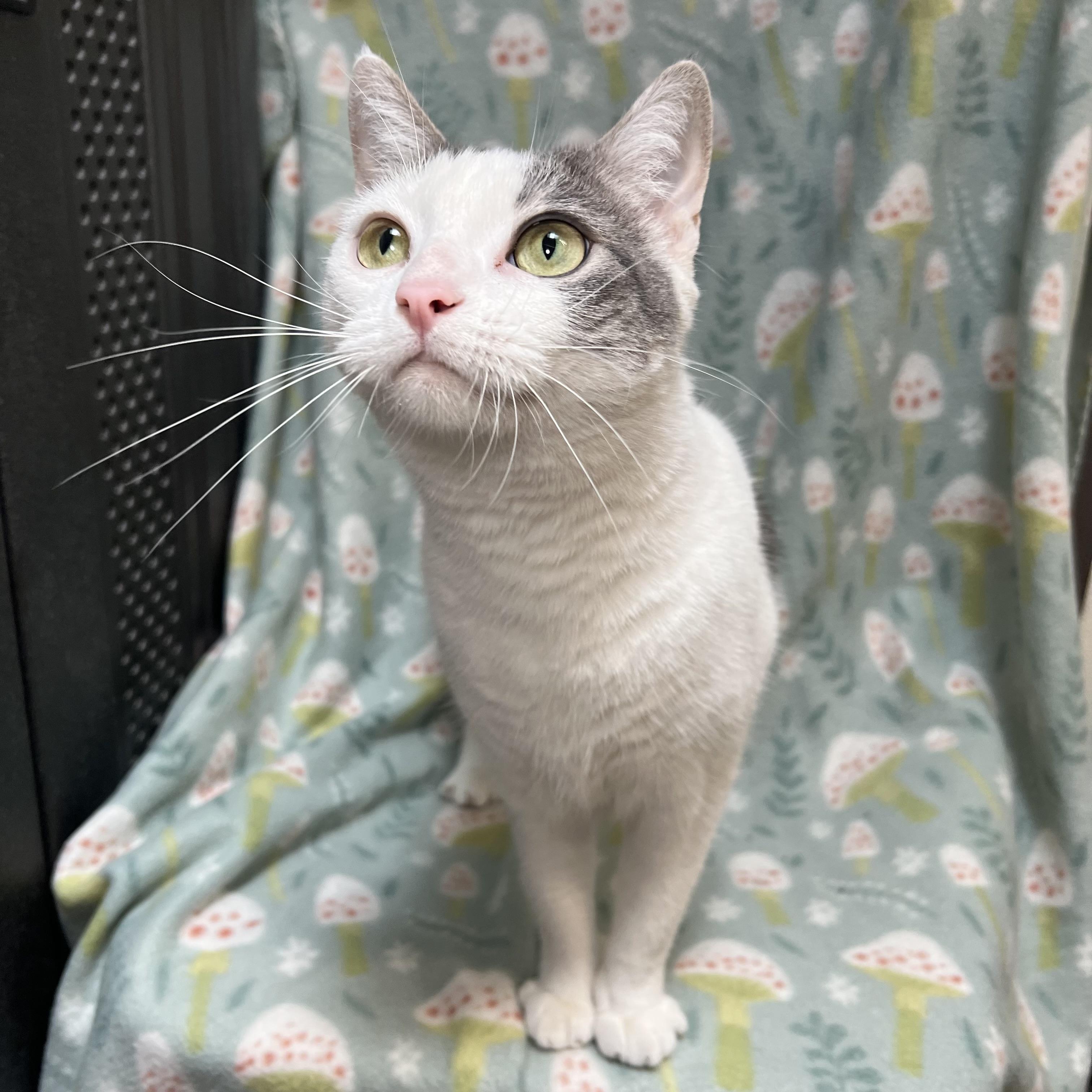 Enlarge Joy, a Adoptable Domestic Short Hair in Fairmont, MN image 5/6