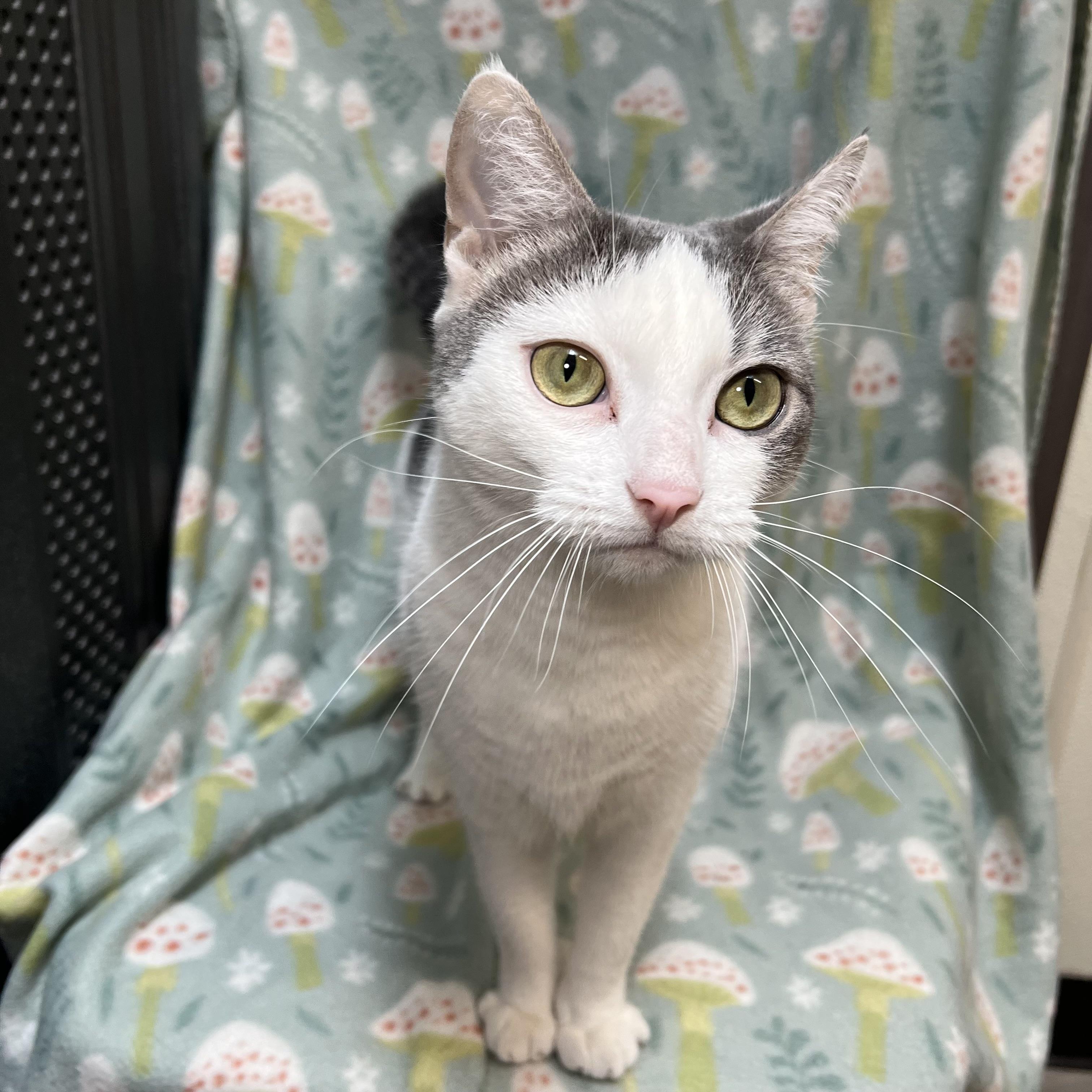 Enlarge Joy, a Adoptable Domestic Short Hair in Fairmont, MN image 4/6