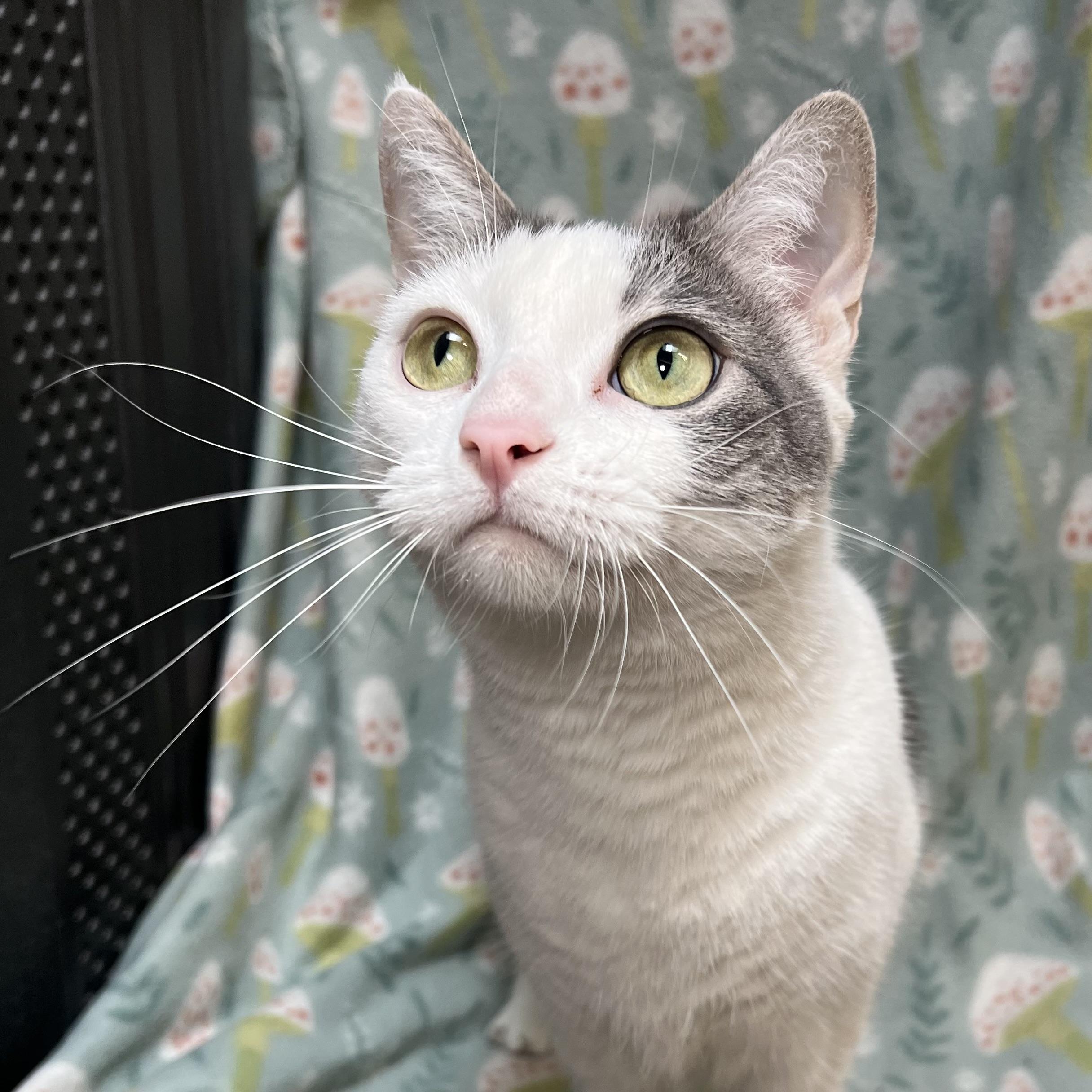 Joy, Adoptable, Adult Female Domestic Short Hair.
