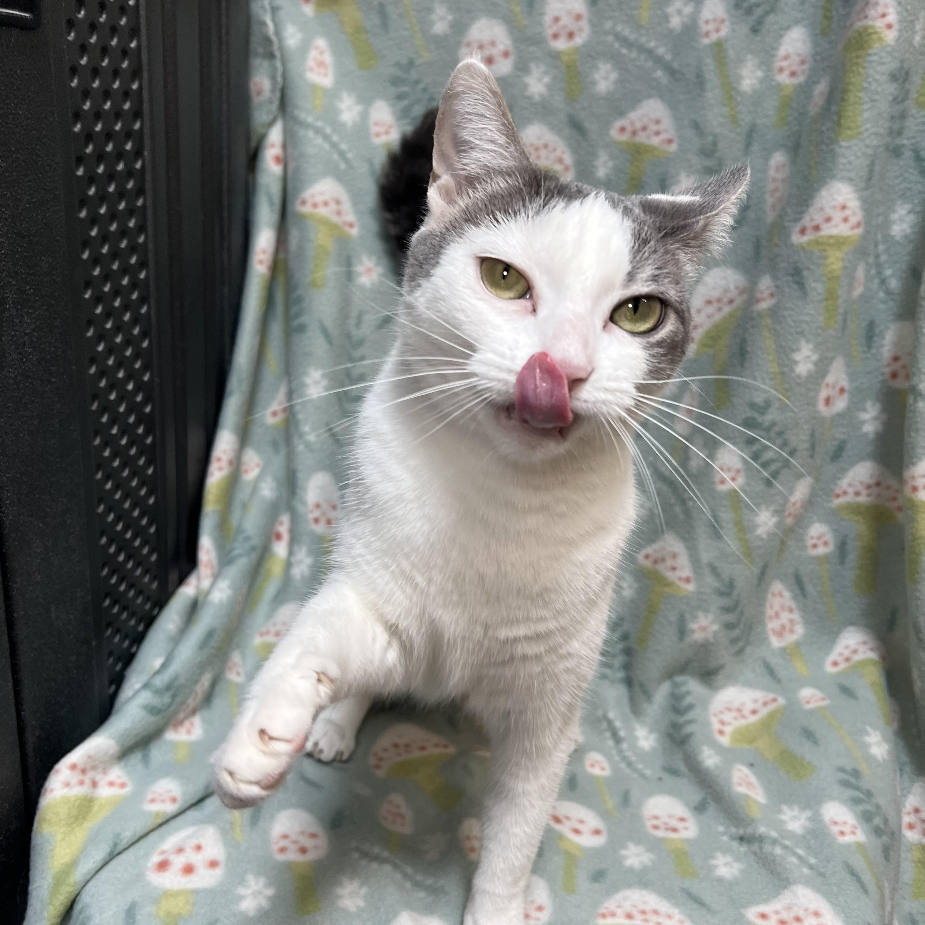 Enlarge Joy, a Adoptable Domestic Short Hair in Fairmont, MN image 3/6