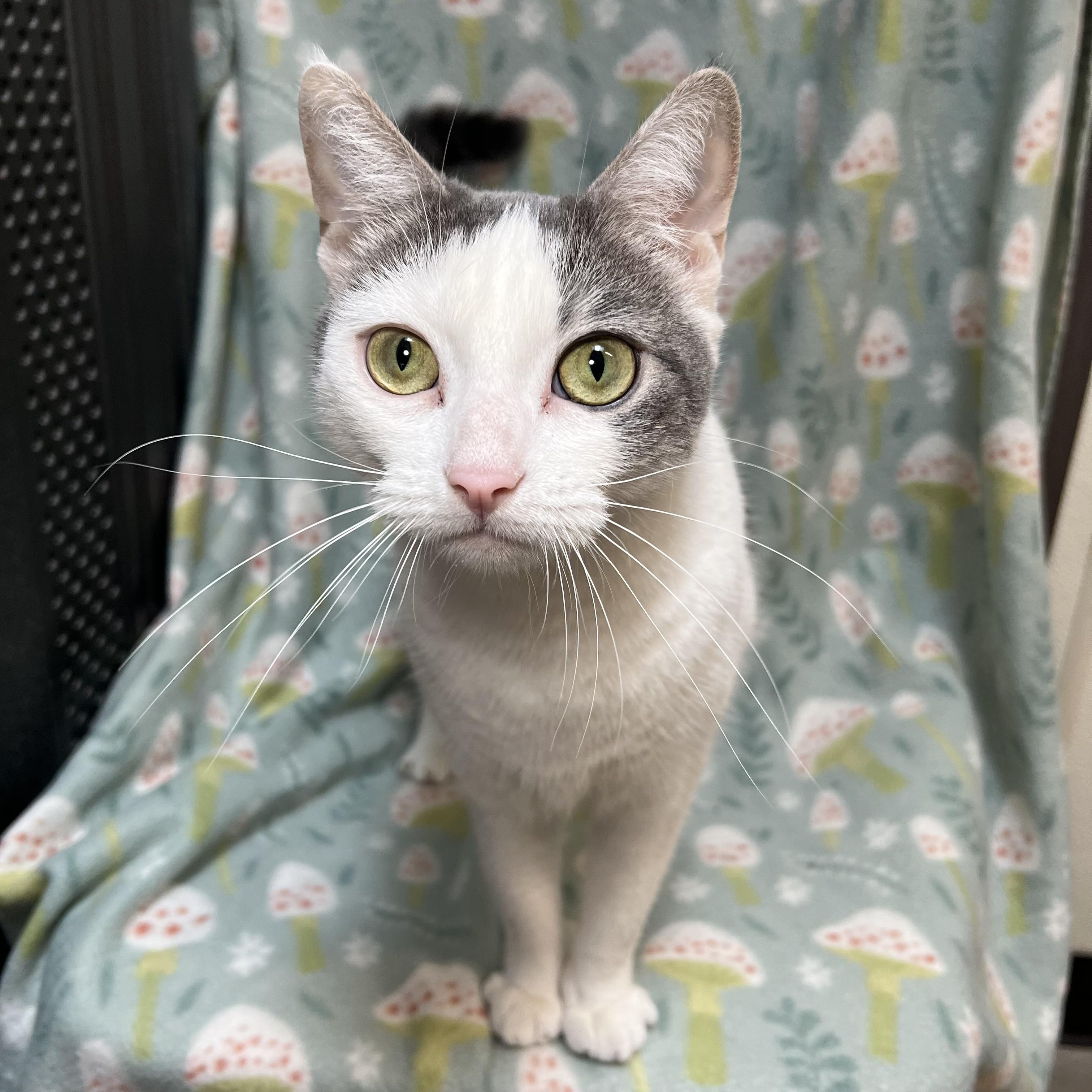 Enlarge Joy, a Adoptable Domestic Short Hair in Fairmont, MN image 2/6